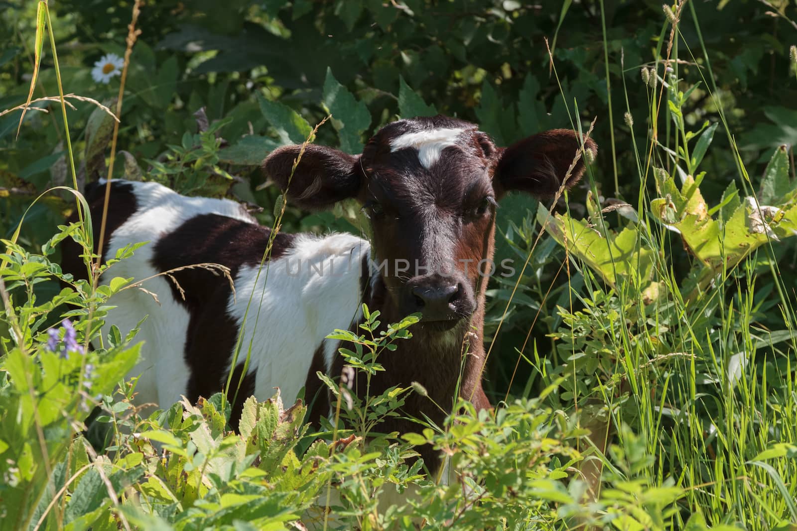 Calf stands in high green grass