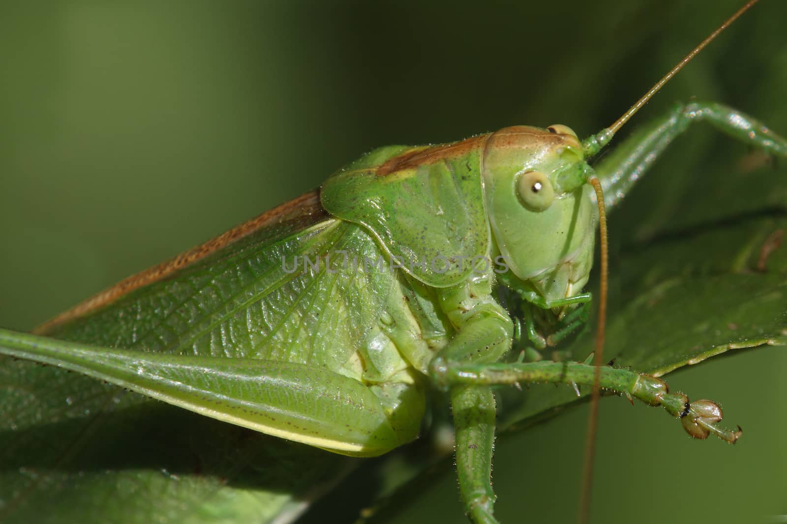 Green grasshopper closeup sitting in the grass