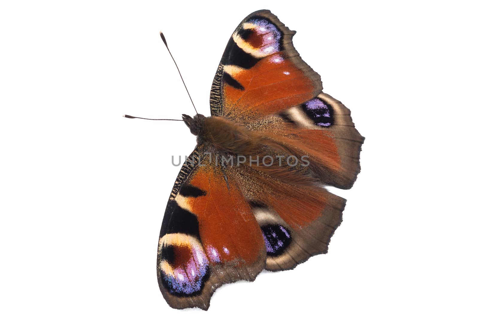 Peacock butterfly (Inachis io)  isolated on white background