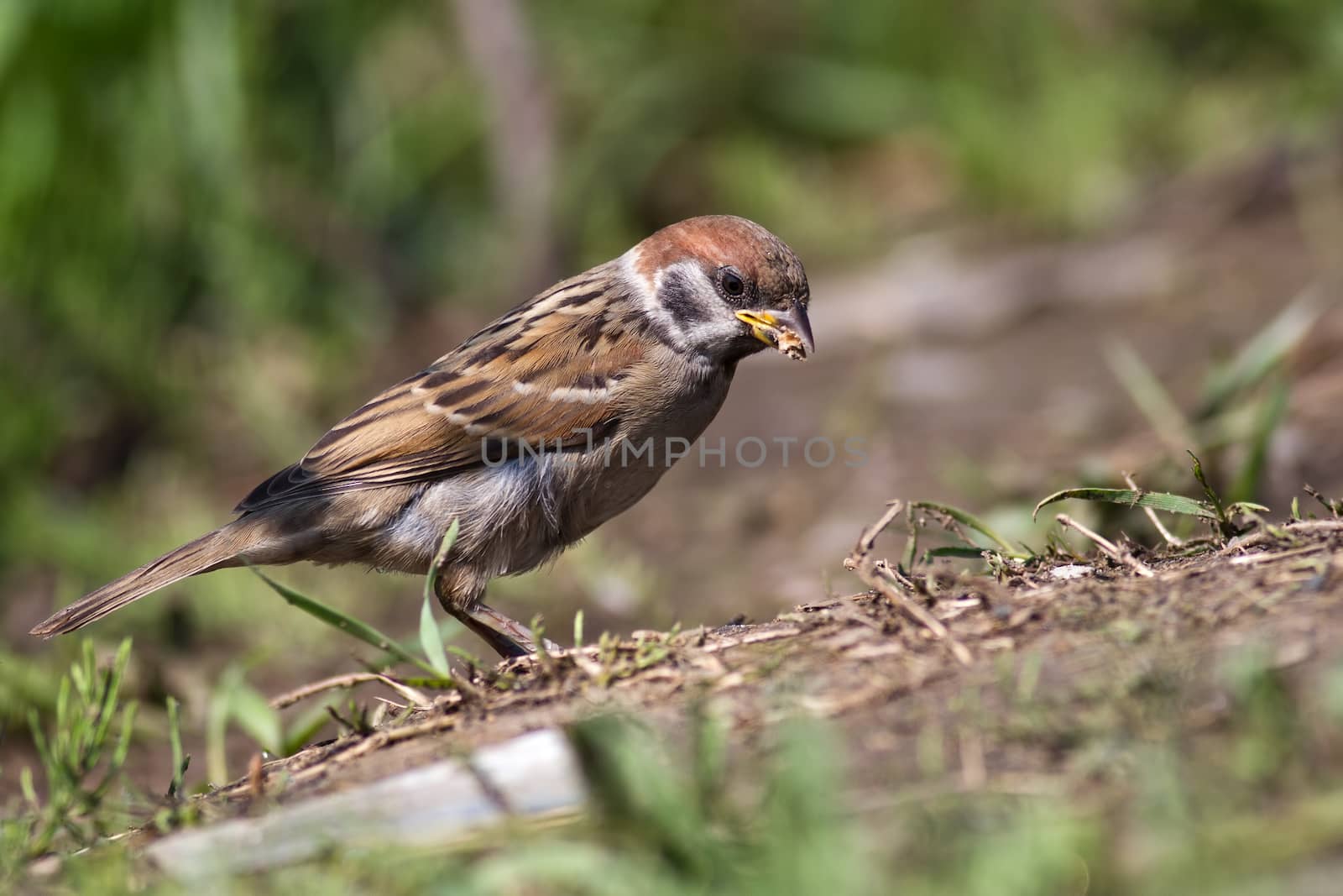 Tree sparrow, Passer montanus by Ohotnik