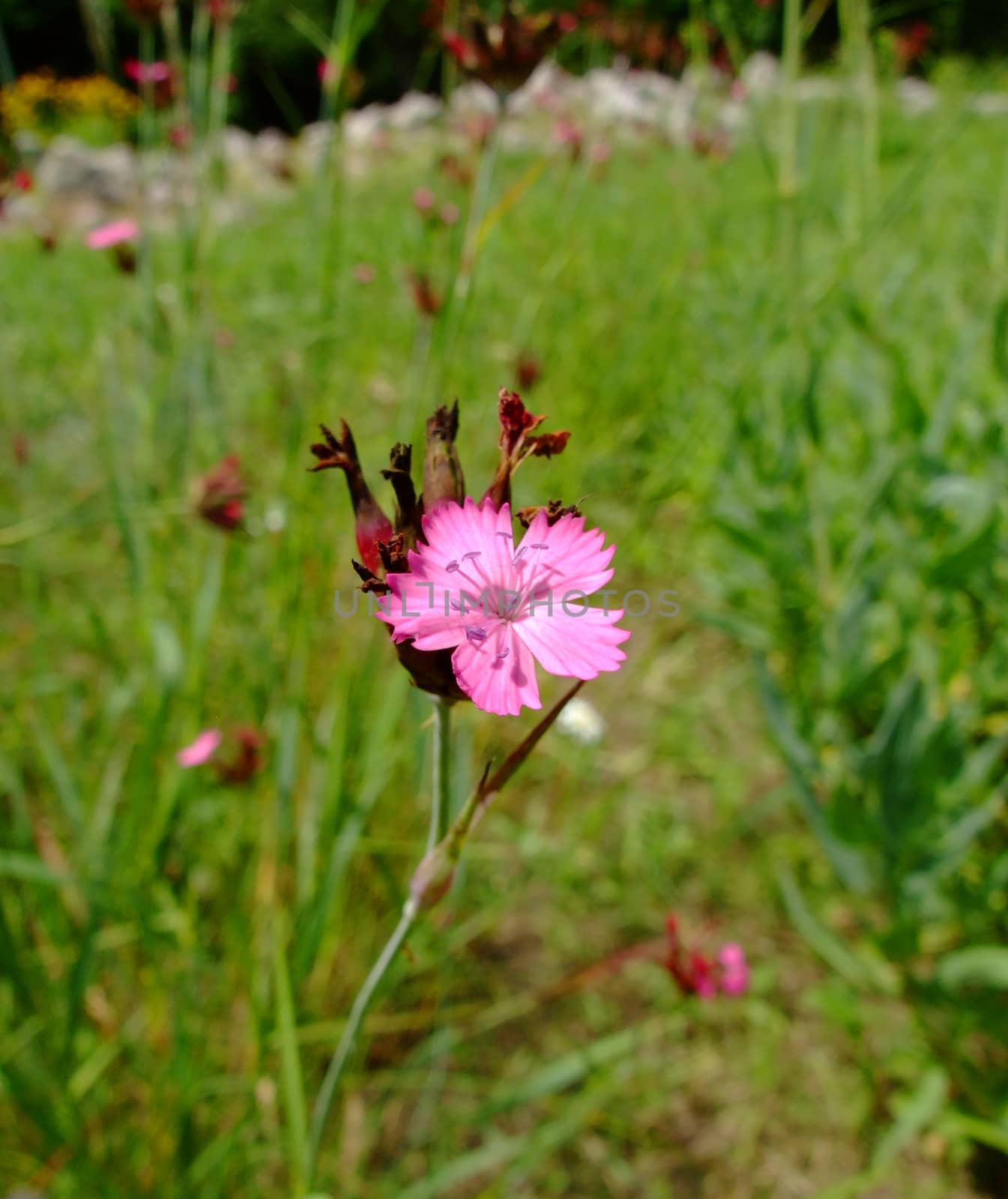 Dianthus Giganteus Caryophyllceaea family in Botanical Garden Iasi Romania