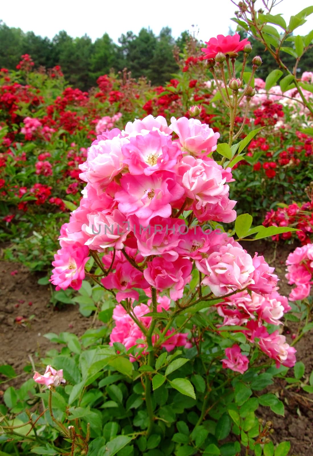 Eglantine Rose , Rosaceae Family, Rosa Genre, Iasi, Romania, Polyantha ,Soupert Notting, 1930