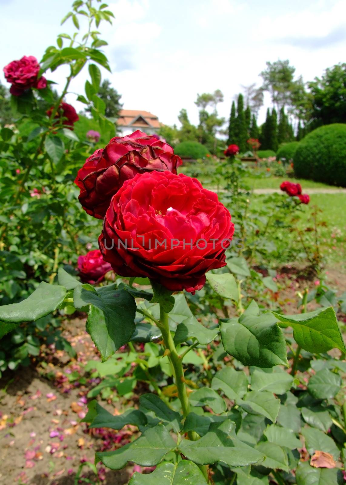 Grafin Von Hardenberg Rose , Rosaceae Family, Rosa Genre, Iasi, Romania, Shrub ,Tantau, 2001 