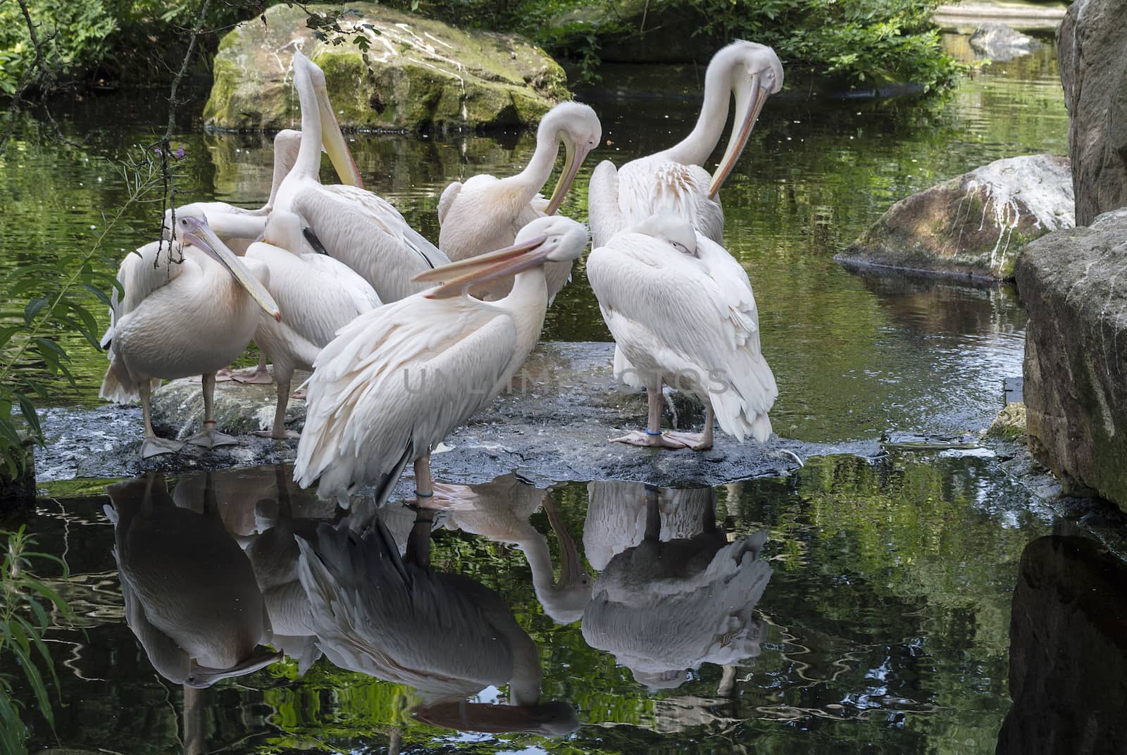 group of pelicans on wooden trunk with reflection in the water and rocks at the side