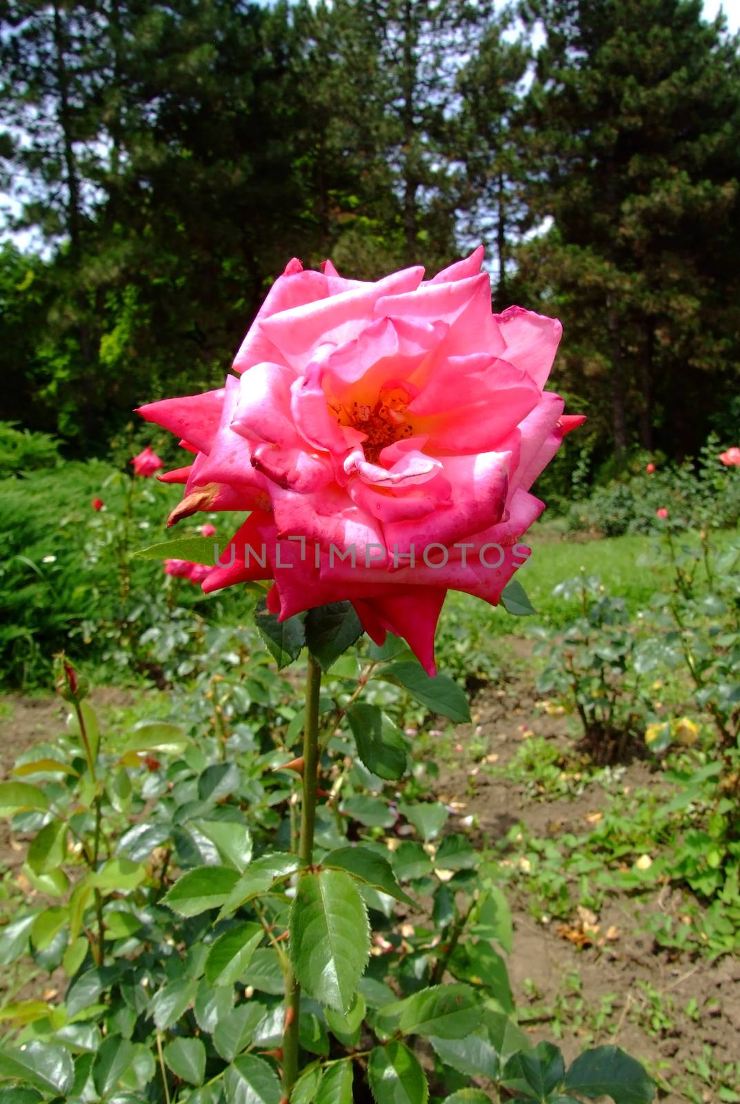 Kordes Perfecta Superior Roses , Rosaceae Family, Rosa Genre, Iasi, Romania, Thea Hybrida ,Kordes, 1963