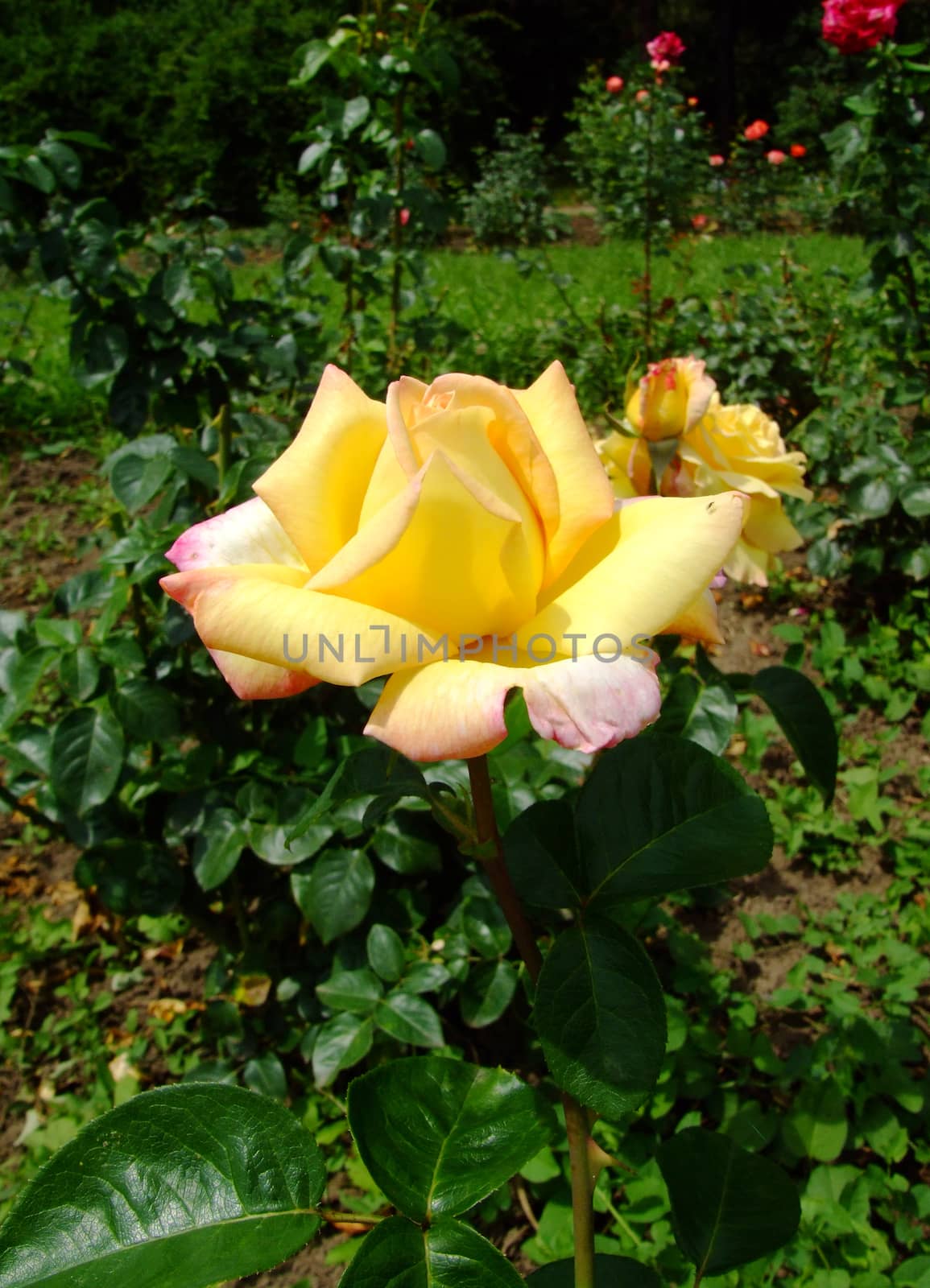 MME A Meilland Roses , Rosaceae Family, Rosa Genre, Iasi, Romania, Thea Hybrida ,Meilland 1945
