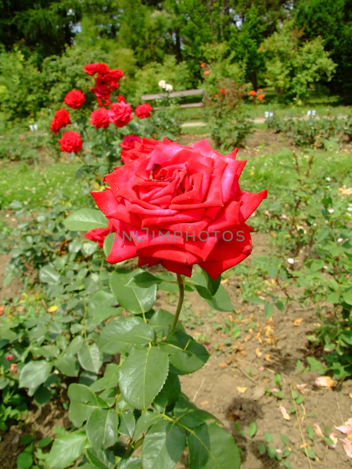 MME Delbard Roses, Rosaceae Family, Rosa Genre, Iasi, Romania, Thea Hybrida