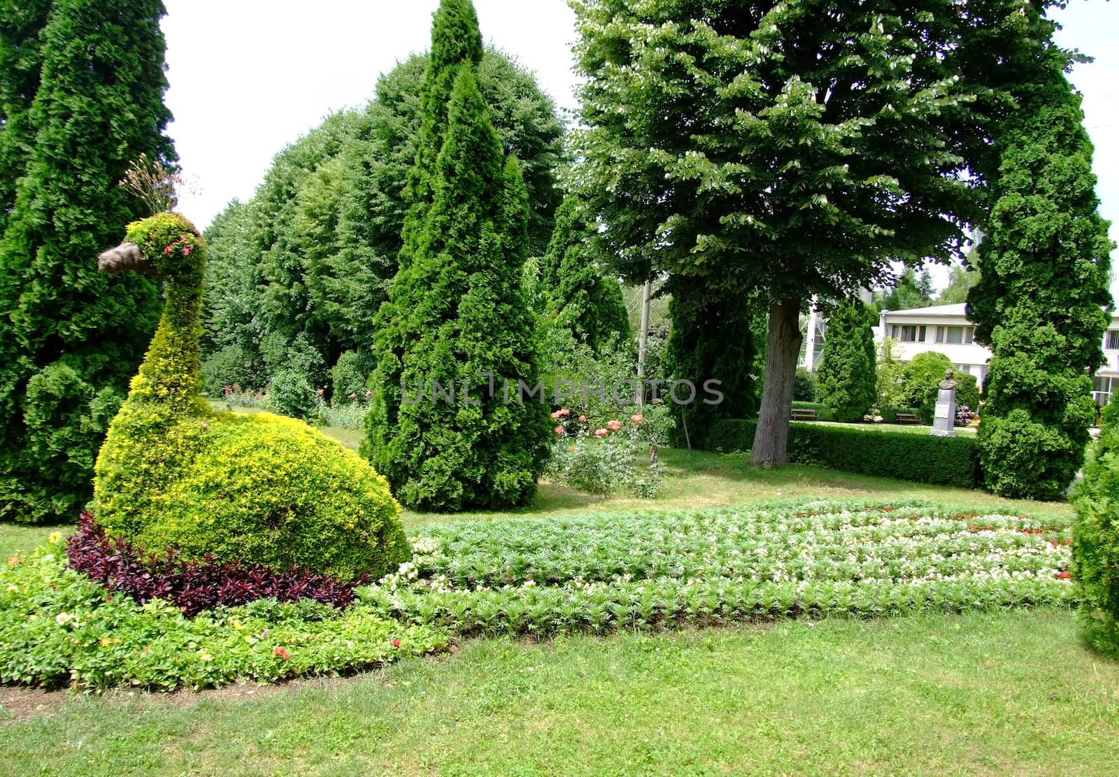 Peacock made from flowers in Iasi Romania 