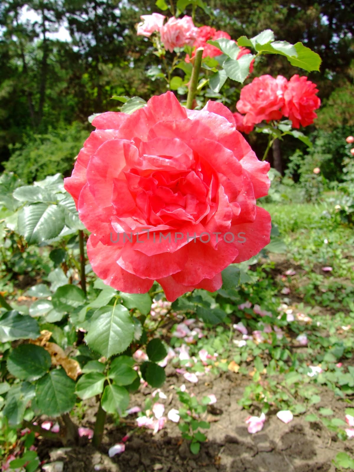 Red Deville Roses , Rosaceae Family, Rosa Genre, Iasi, Romania, Thea Hybrida ,Kriloff, 1960