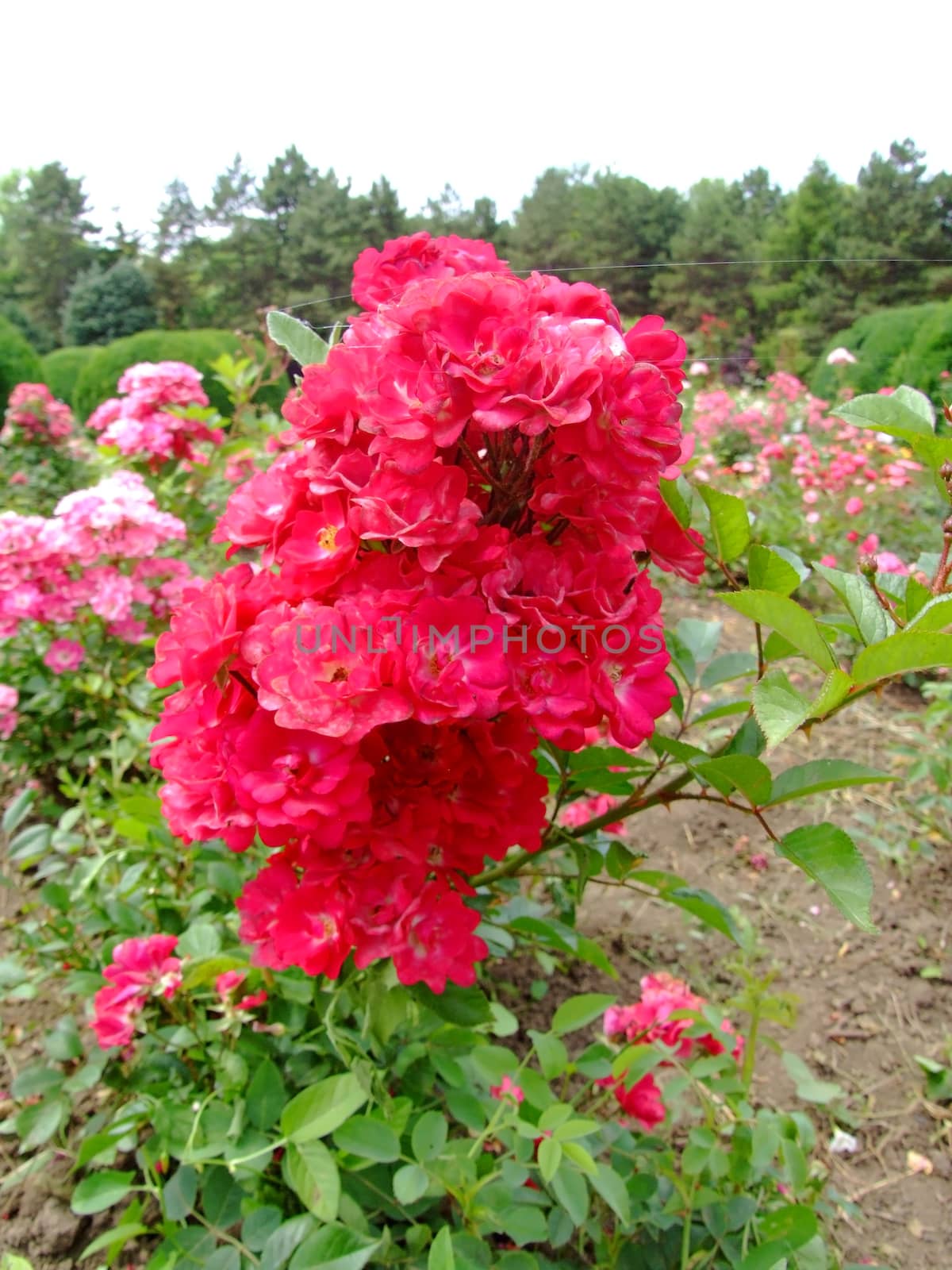 Saten Rose , Rosaceae Family, Rosa Genre, Iasi, Romania, Polyantha ,
