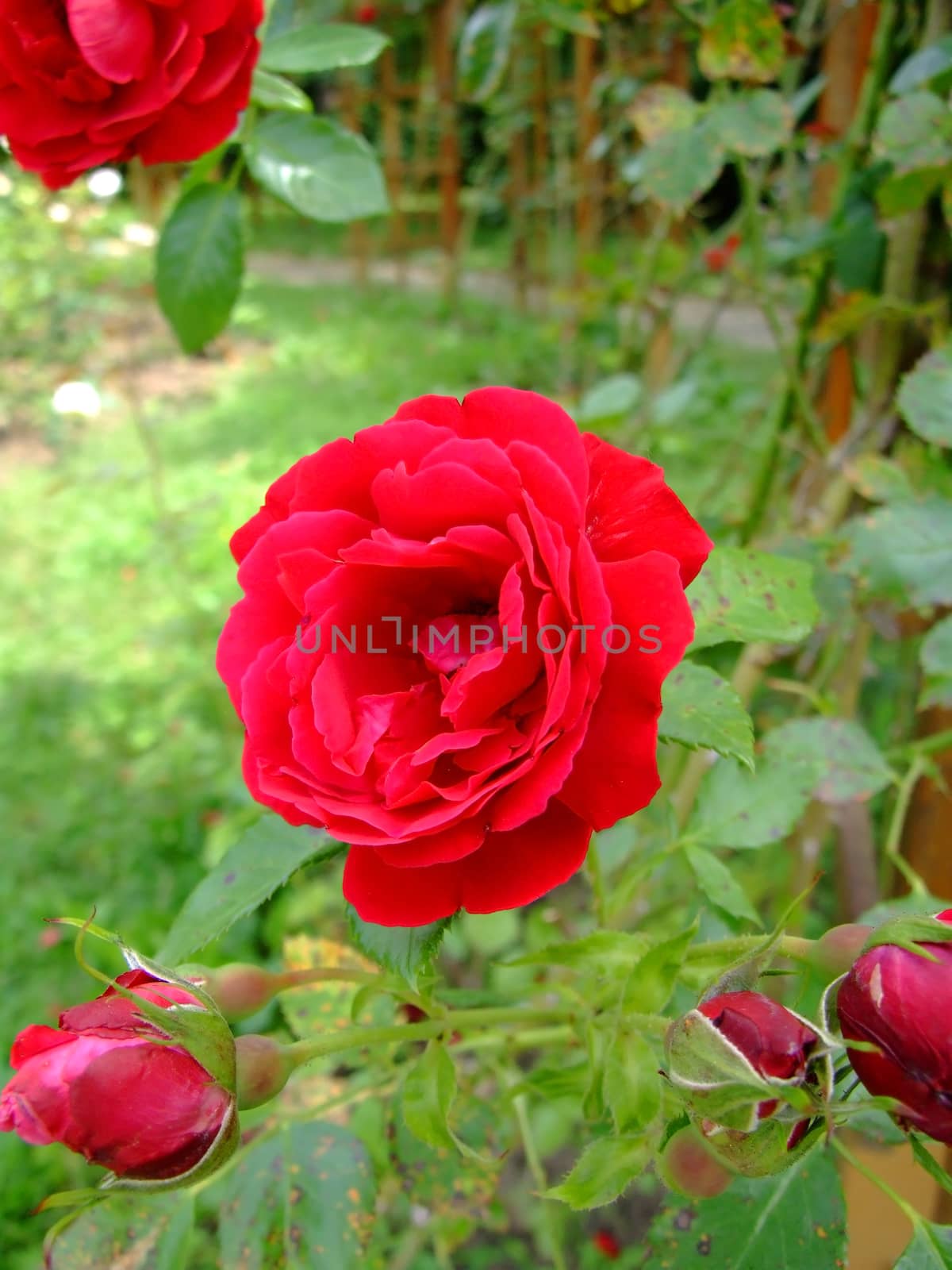 Symphatie Roses , Rosaceae Family, Rosa Genre, Iasi, Romania
