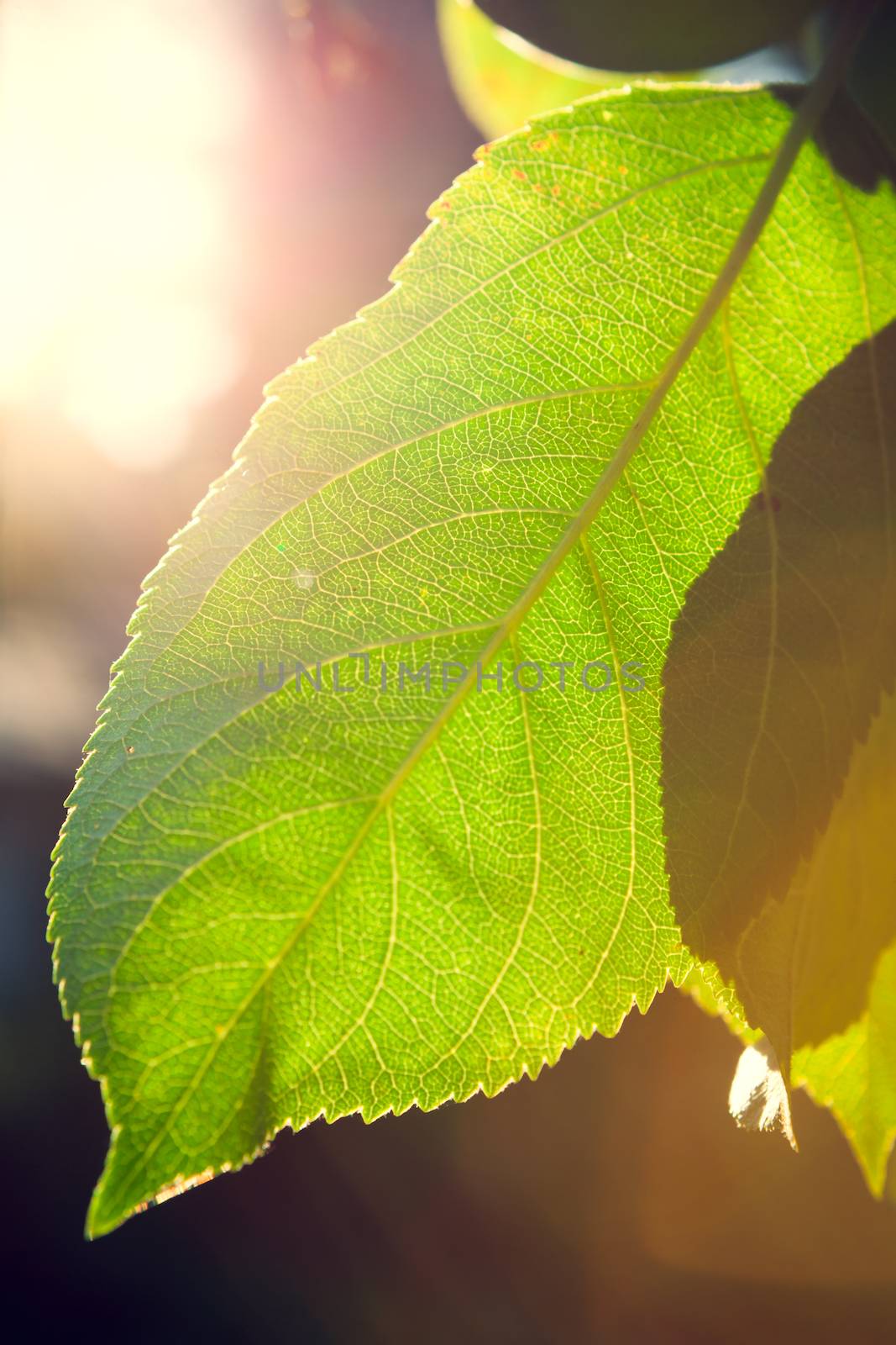 Backlit leaft in a tree by juhku