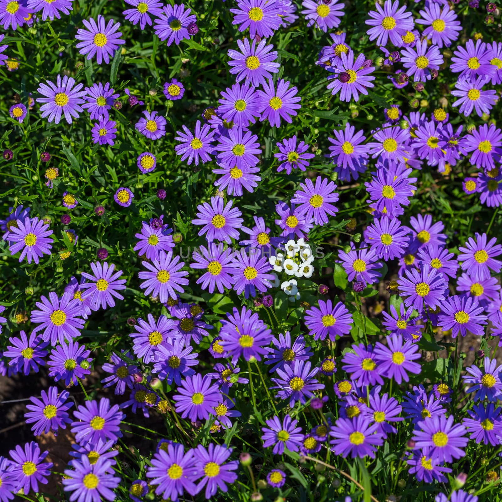 Blooming Alpine asters - Aster Alpinus by RTsubin