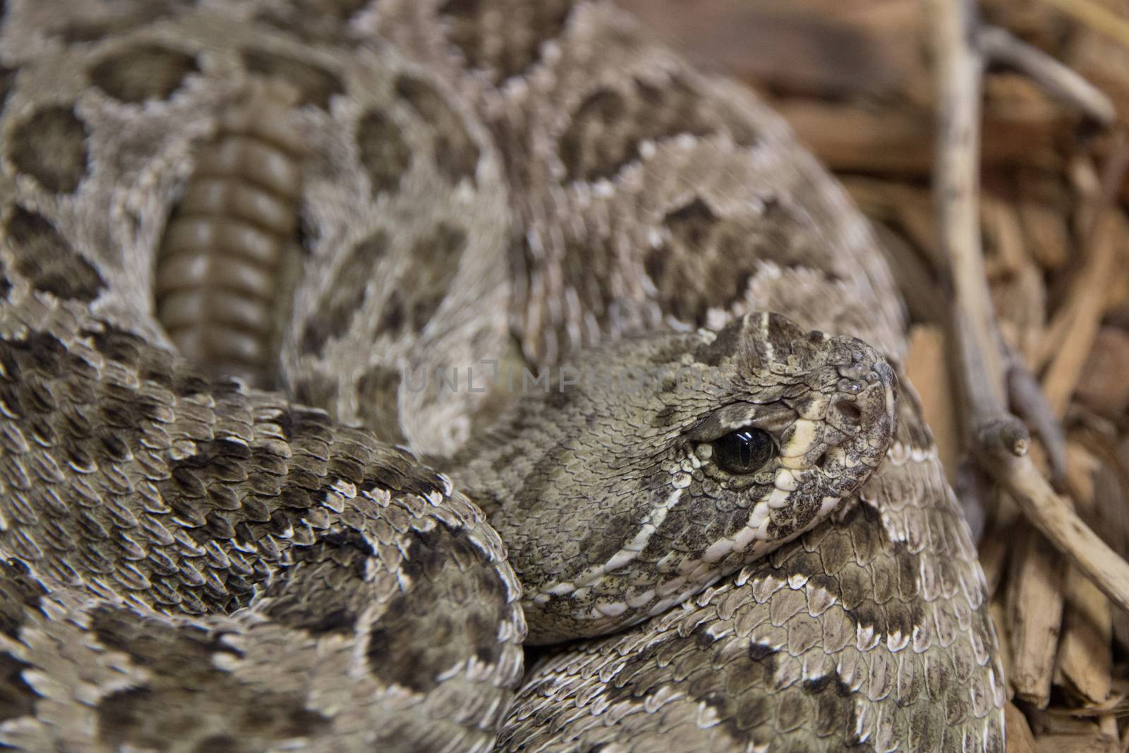 While many like to see these creatures in their nature habitat, finding a rattlesnake in the wild can be a frightening occurrence.