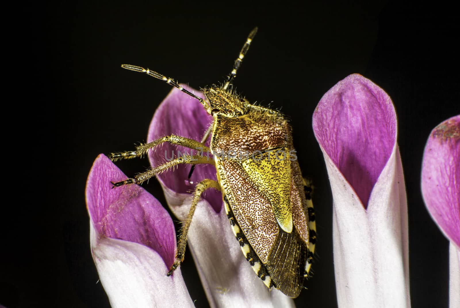 Hairy Shieldbug violet backround