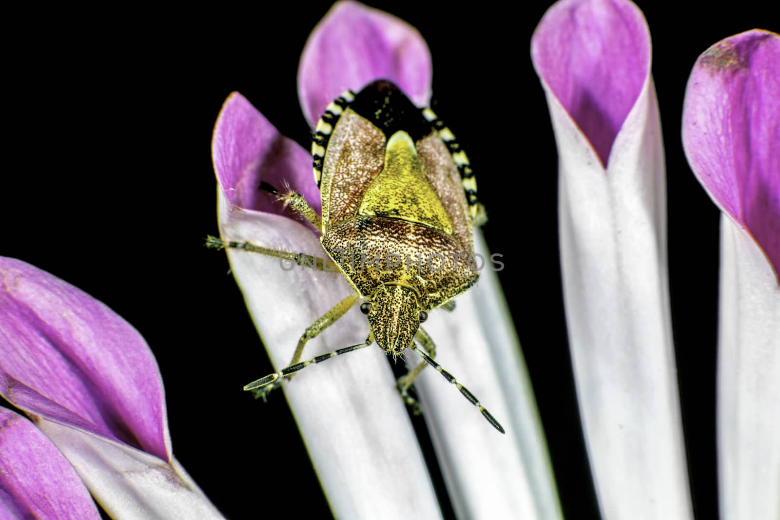 Sloe Bug by thomas_males