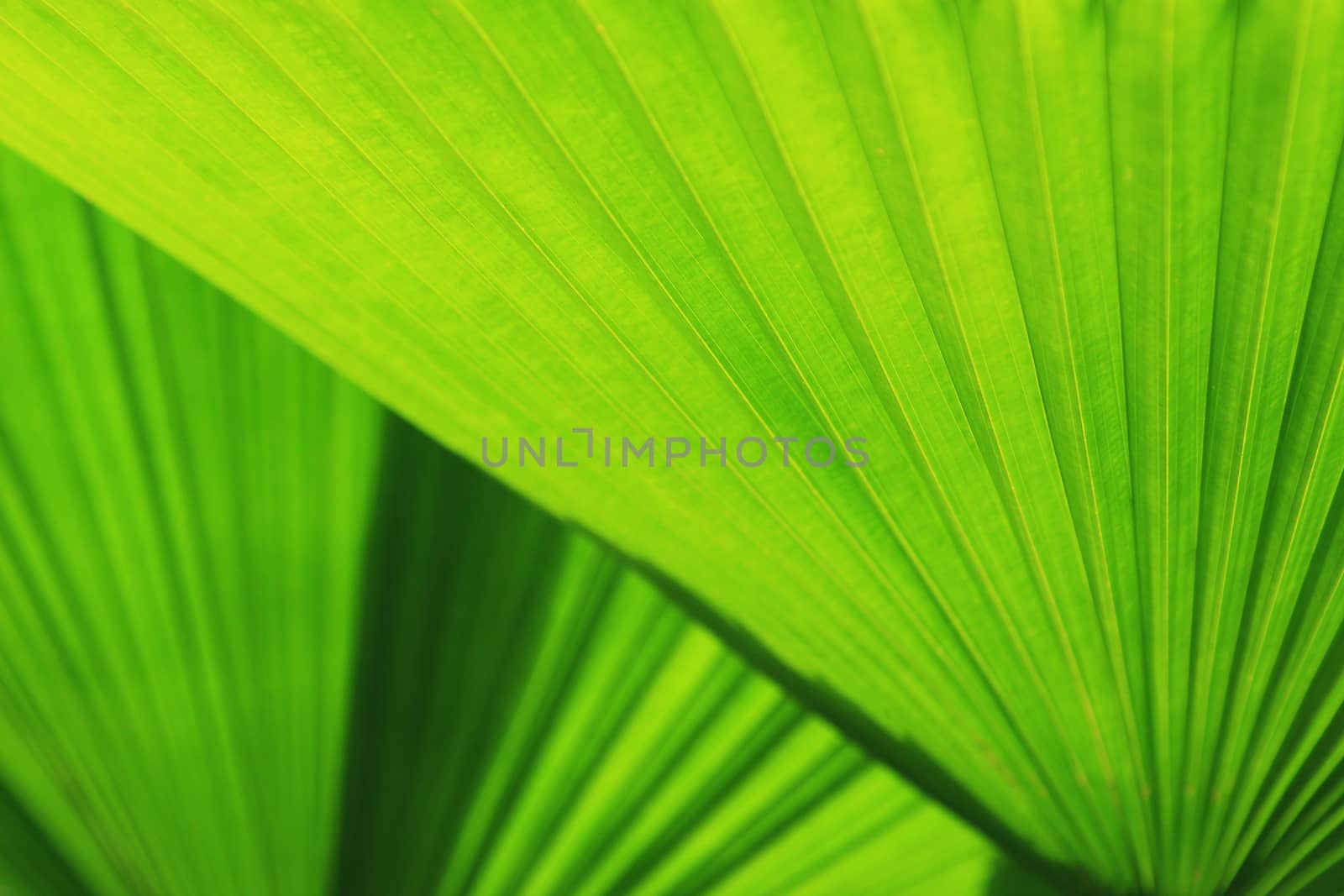 Texture of Green palm Leaf by foto76