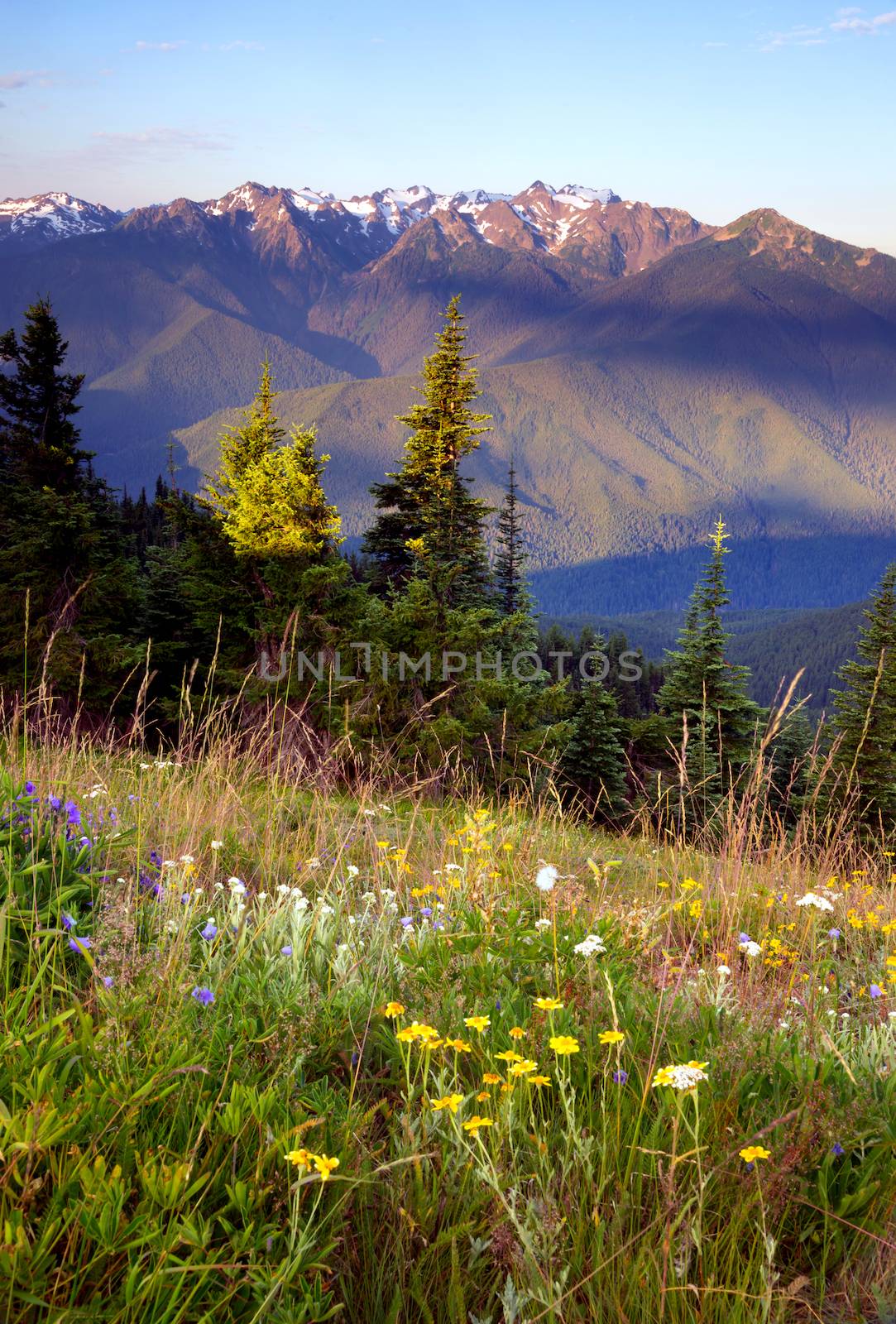 Wildflowers Cover Hillside Olympic Mountains Hurricane Ridge by ChrisBoswell