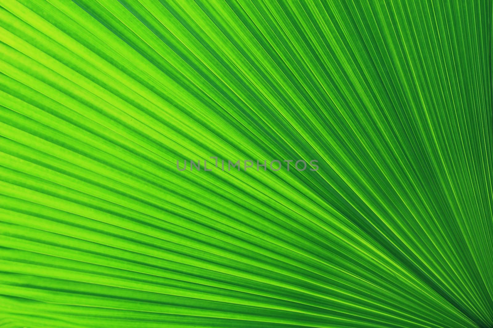 Texture of Green palm Leaf