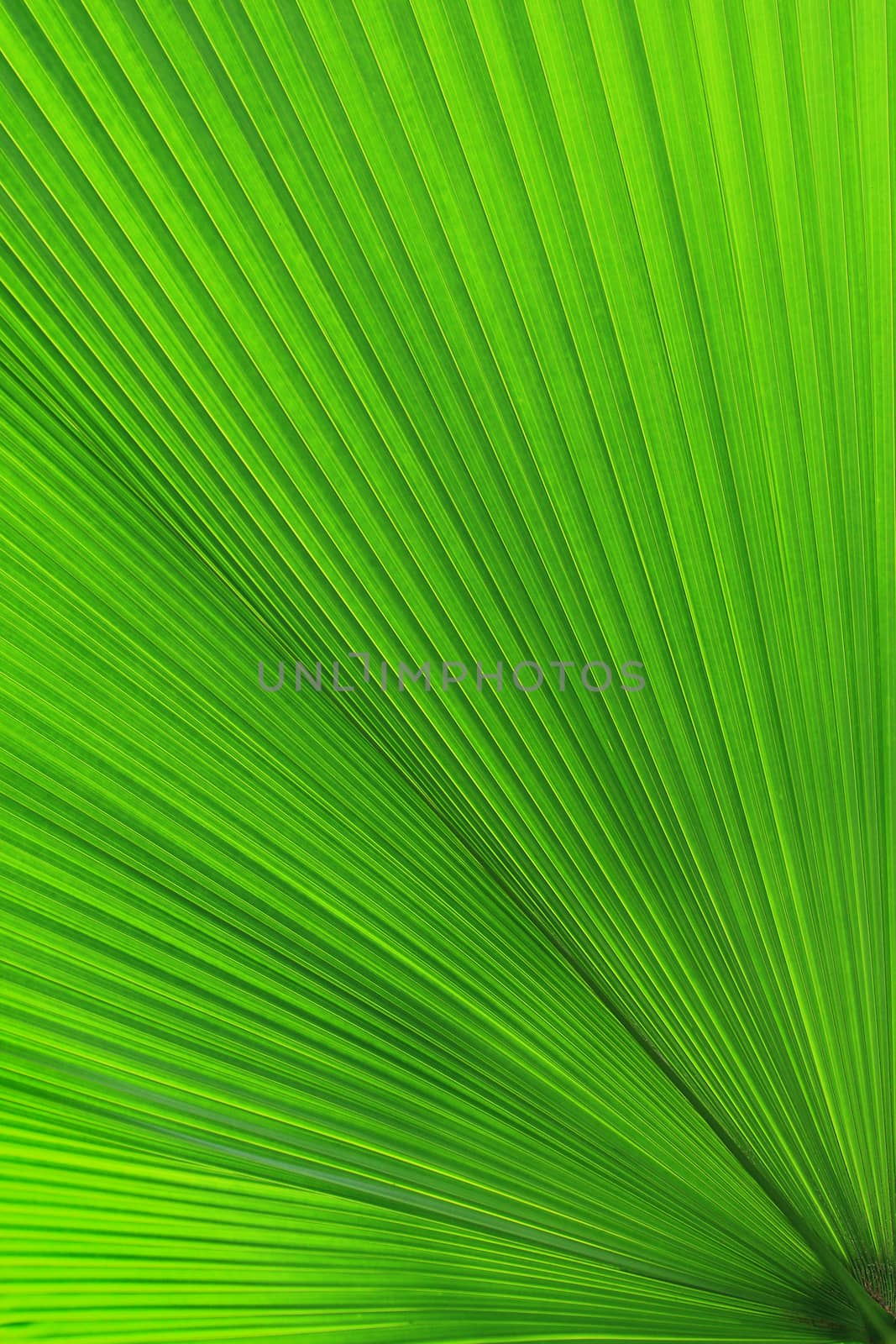 Texture of Green palm Leaf by foto76