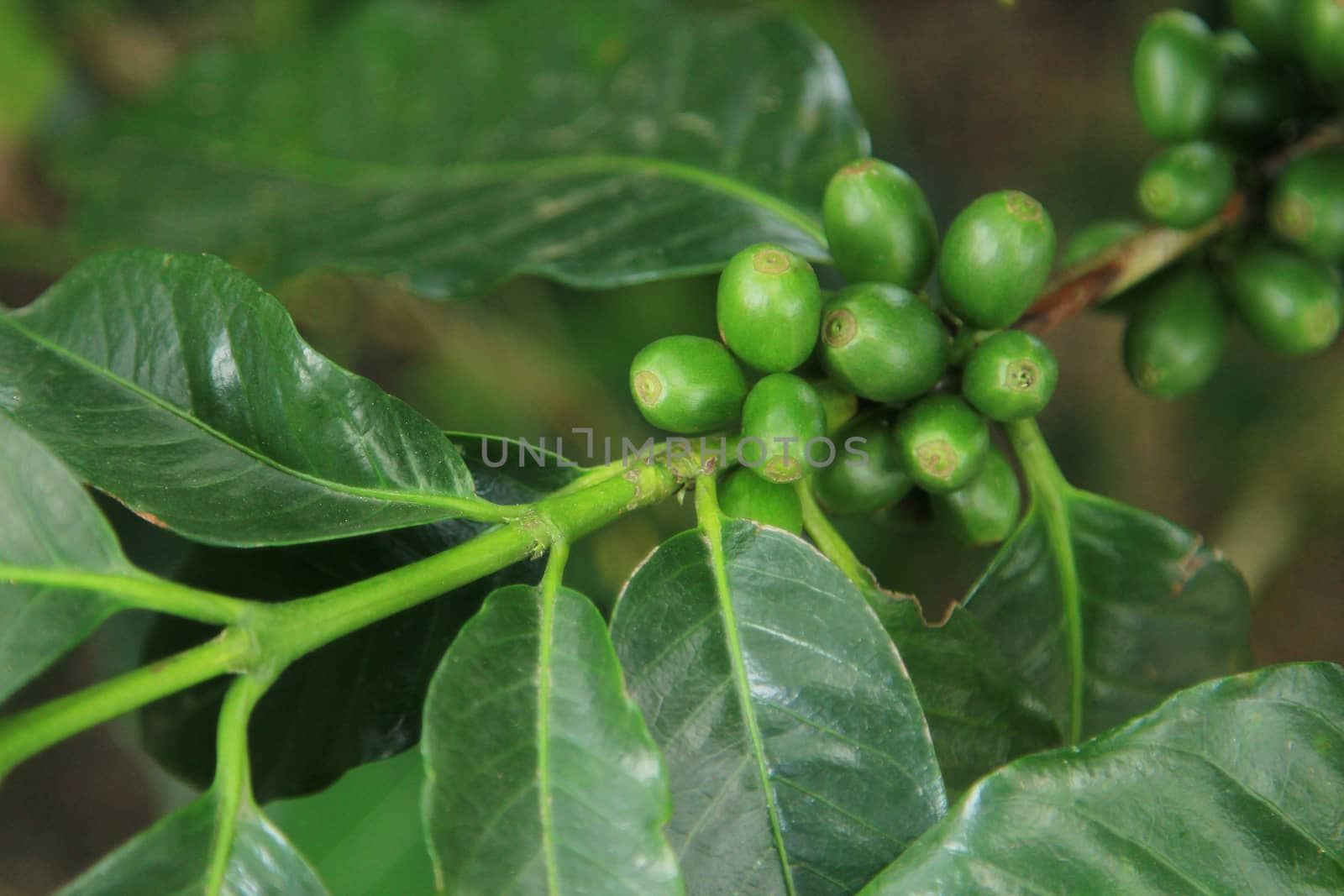 Coffee seeds on a coffee tree by foto76