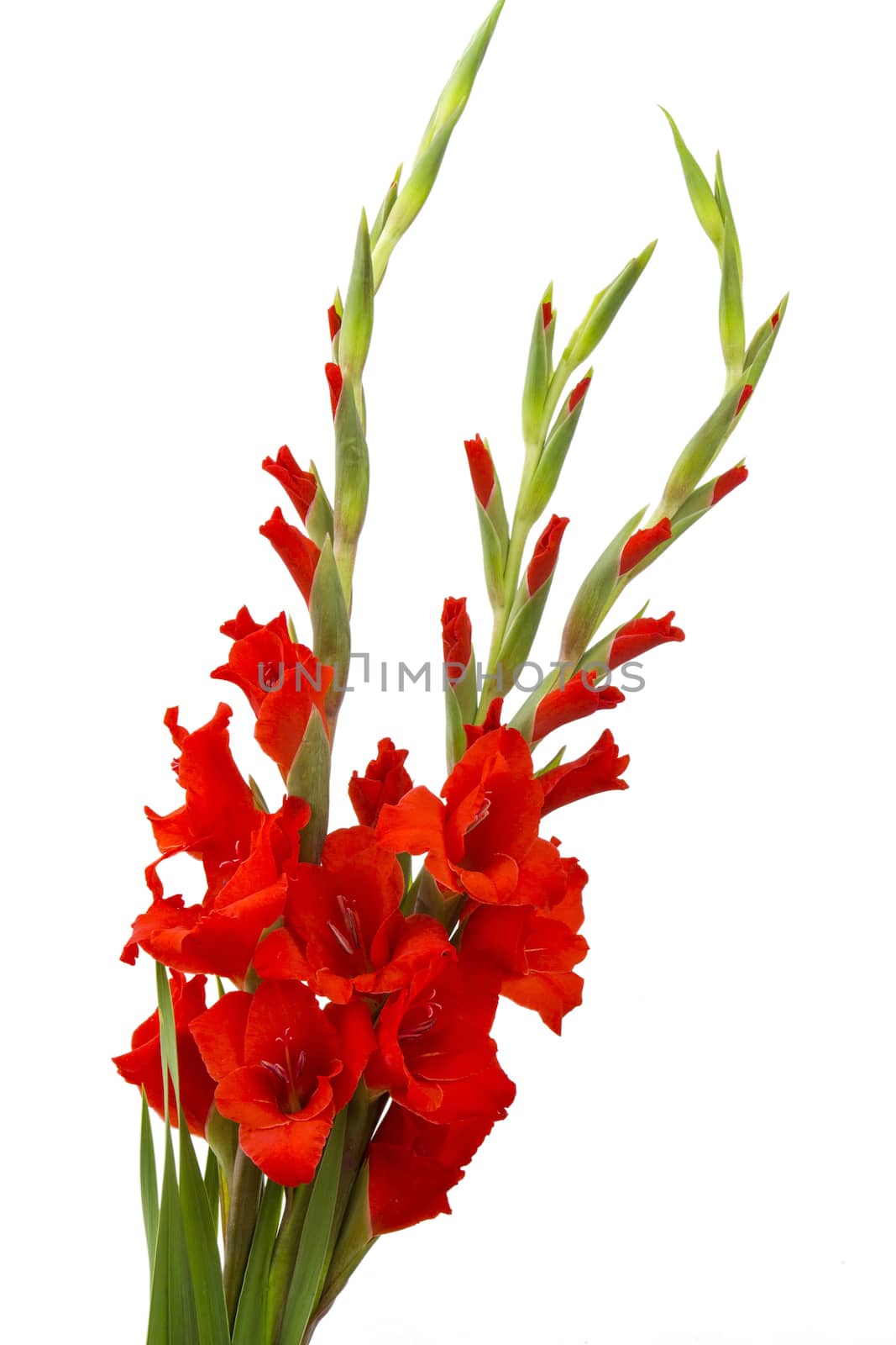 red gladiolus flowers by miradrozdowski