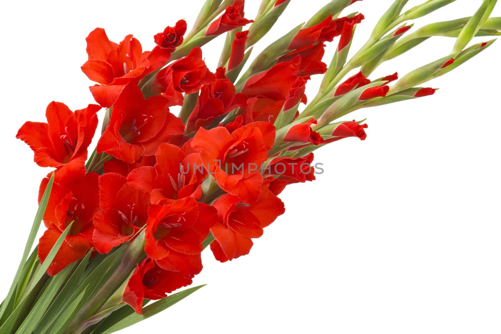 red gladiolus flowers by miradrozdowski