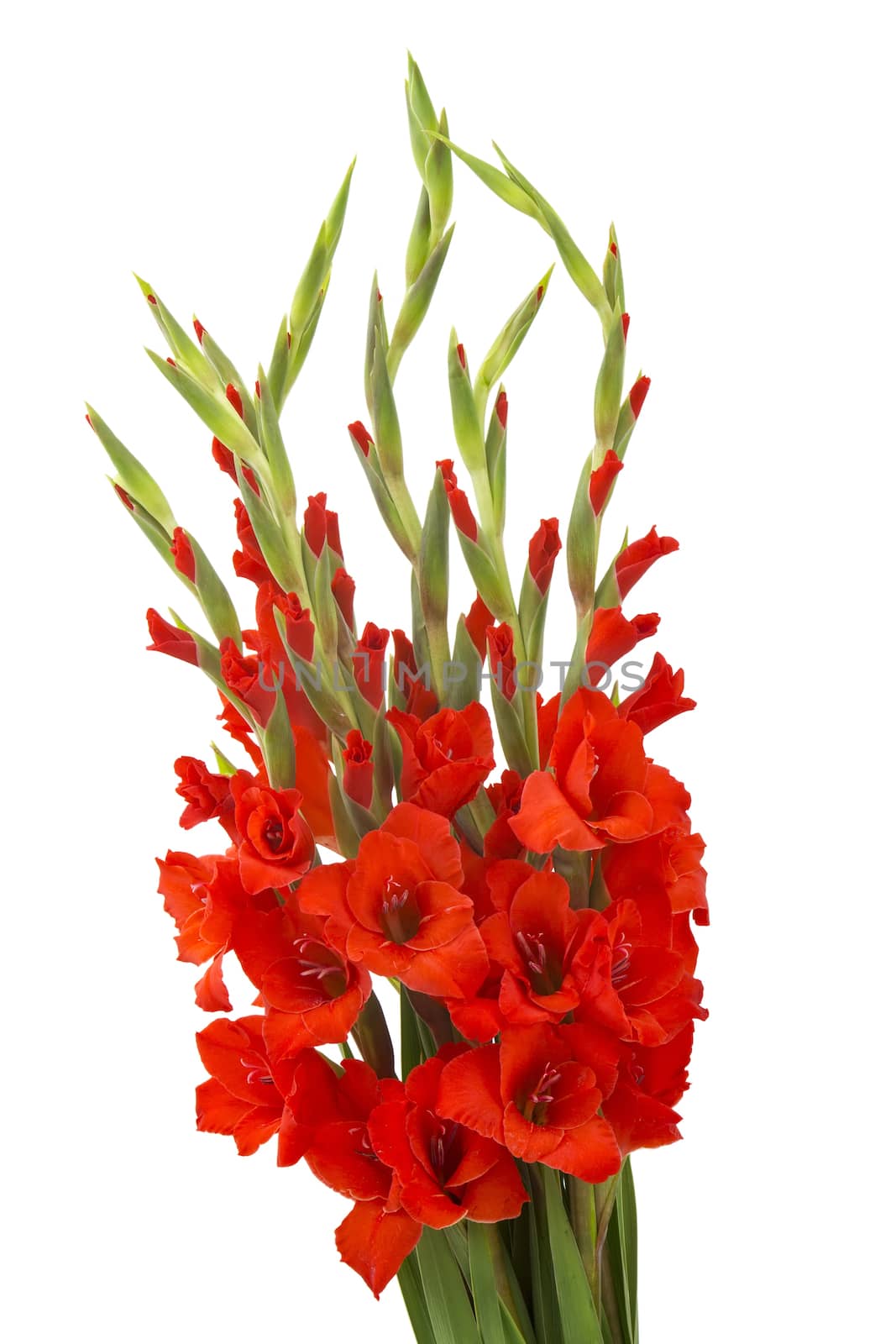 red gladiolus flowers