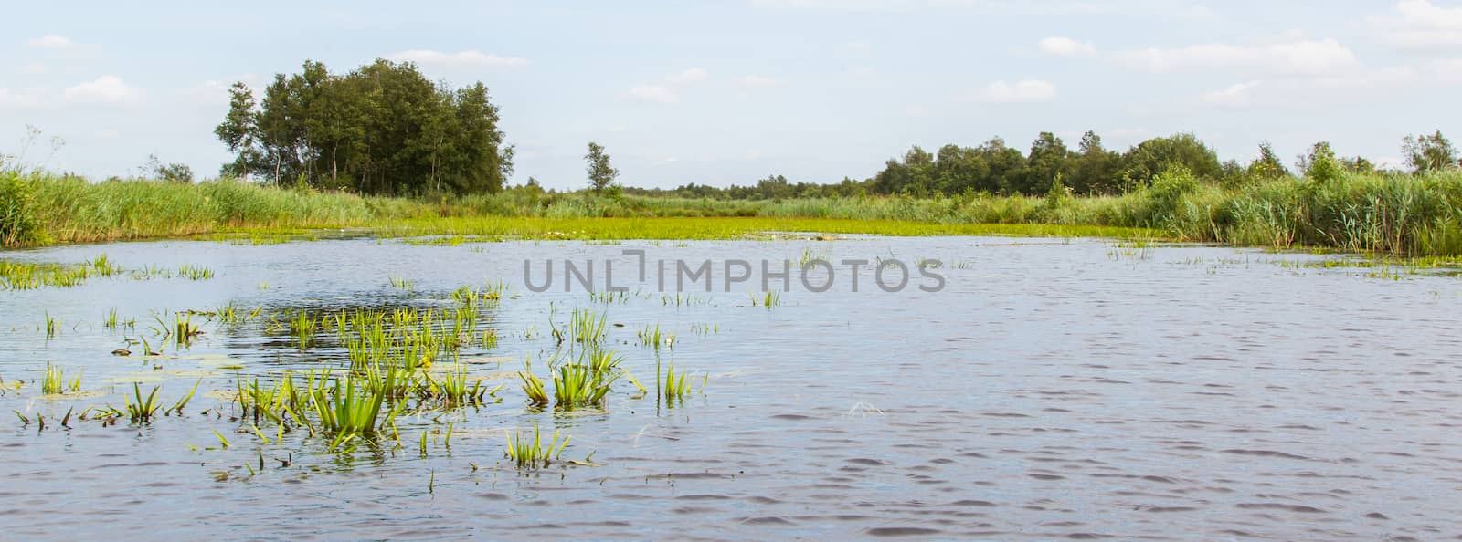 Typical view of a the swamp in National Park Weerribben in the Netherlands