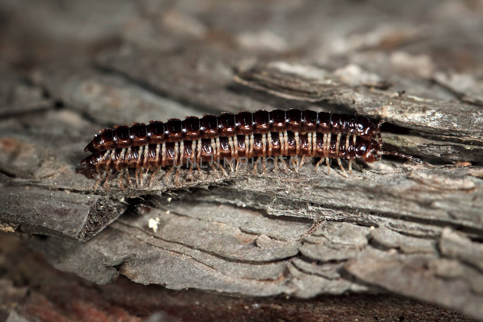 Macro photo of mating centipedes on a tree bark