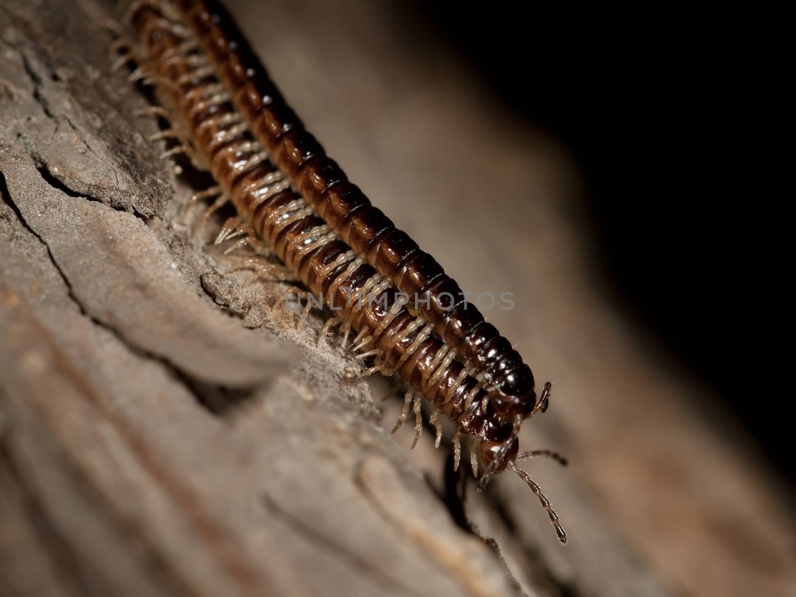 Macro Photo of two centipedes on a tree bark