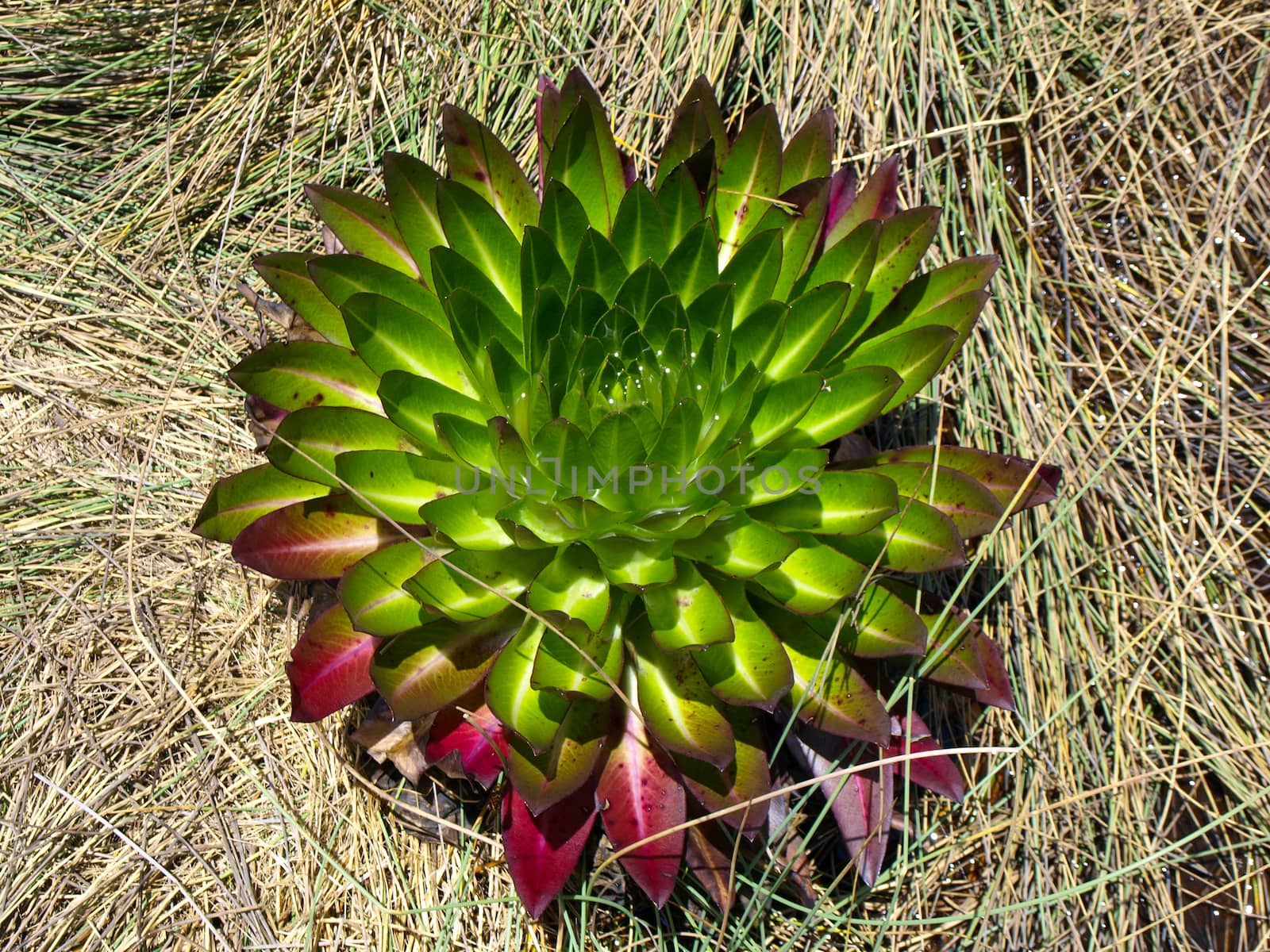 Young giant lobelia (Lobelia deckenii) in the grass (Uganda)