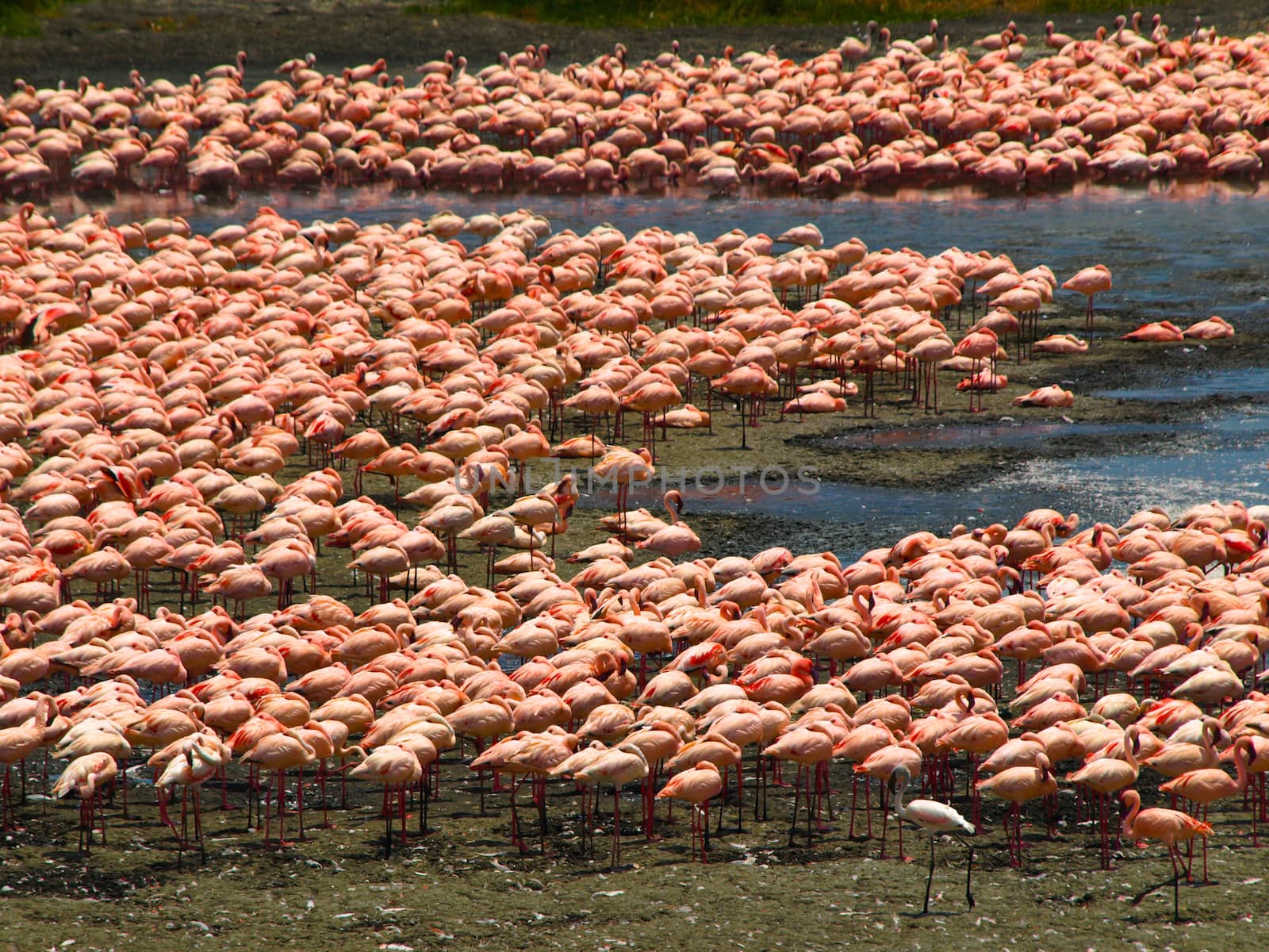 Flock of flamingos in the african lake