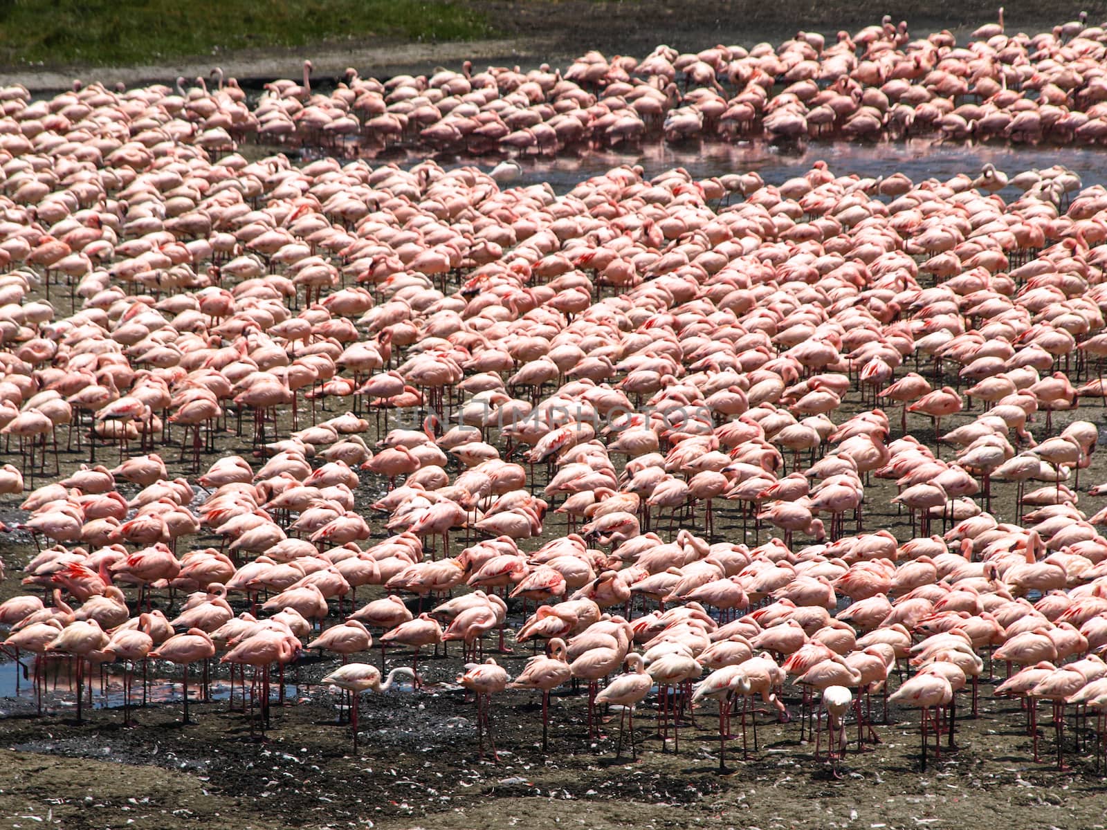 Flock of flamingos by pyty