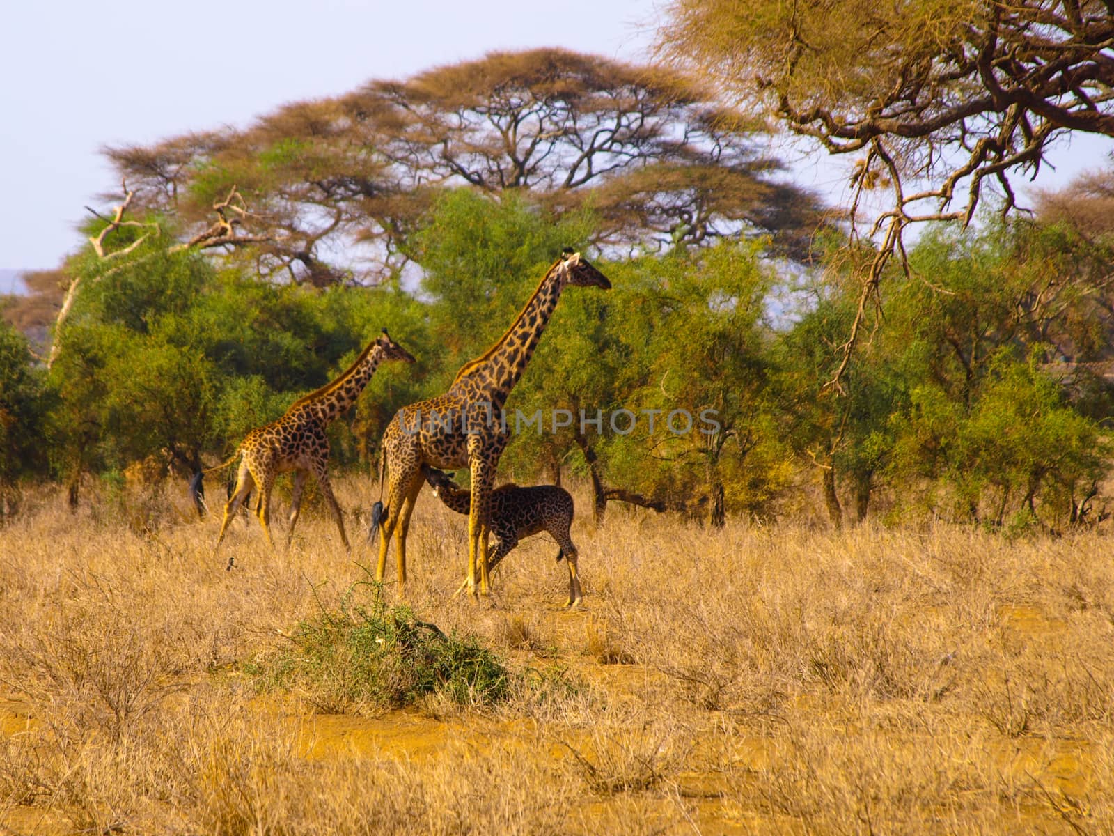 Giraffe nursing her baby in African evening time