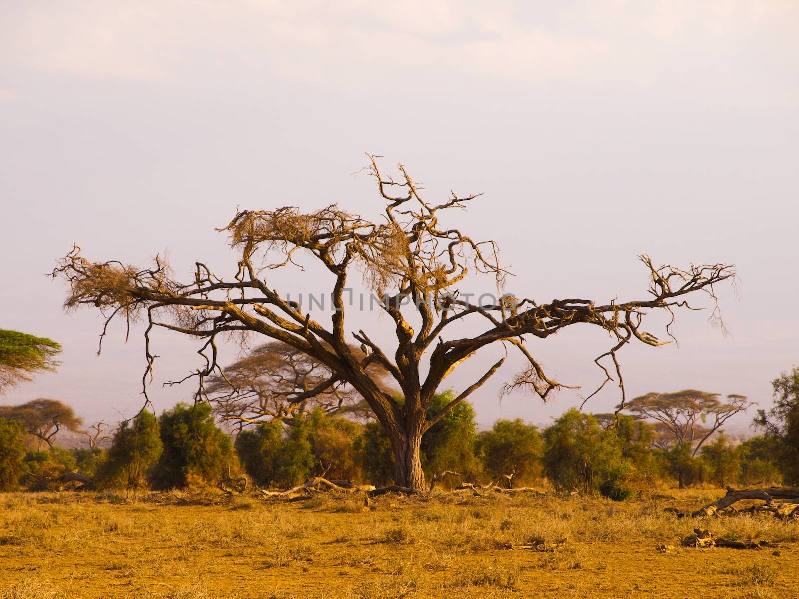 Old acacia tree by pyty