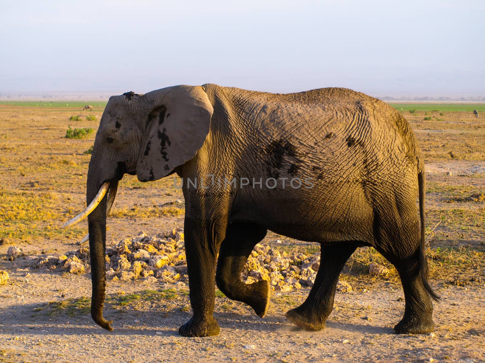 Old wrinkled elephant standing in african bush