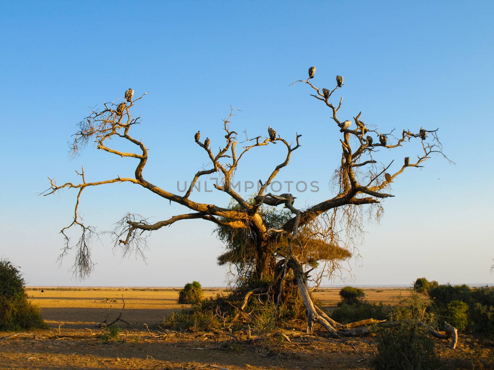 Group of vultures sitting on the tree in the evening time