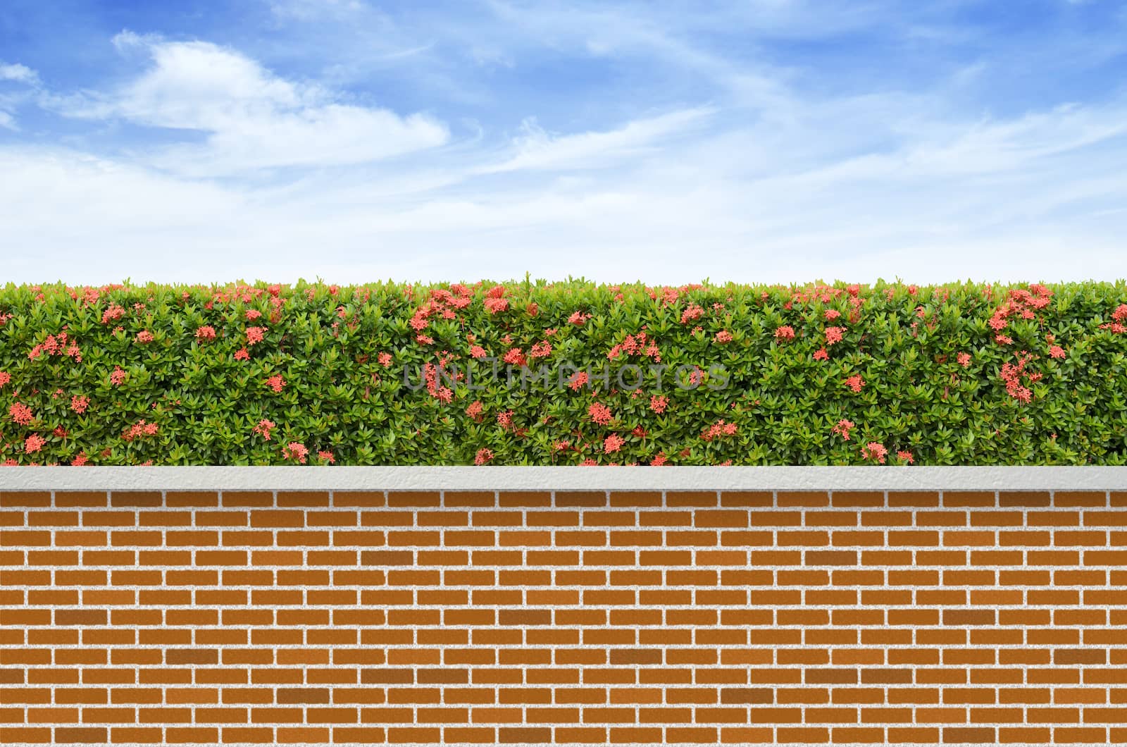 shrubs and brick fence on blue sky background