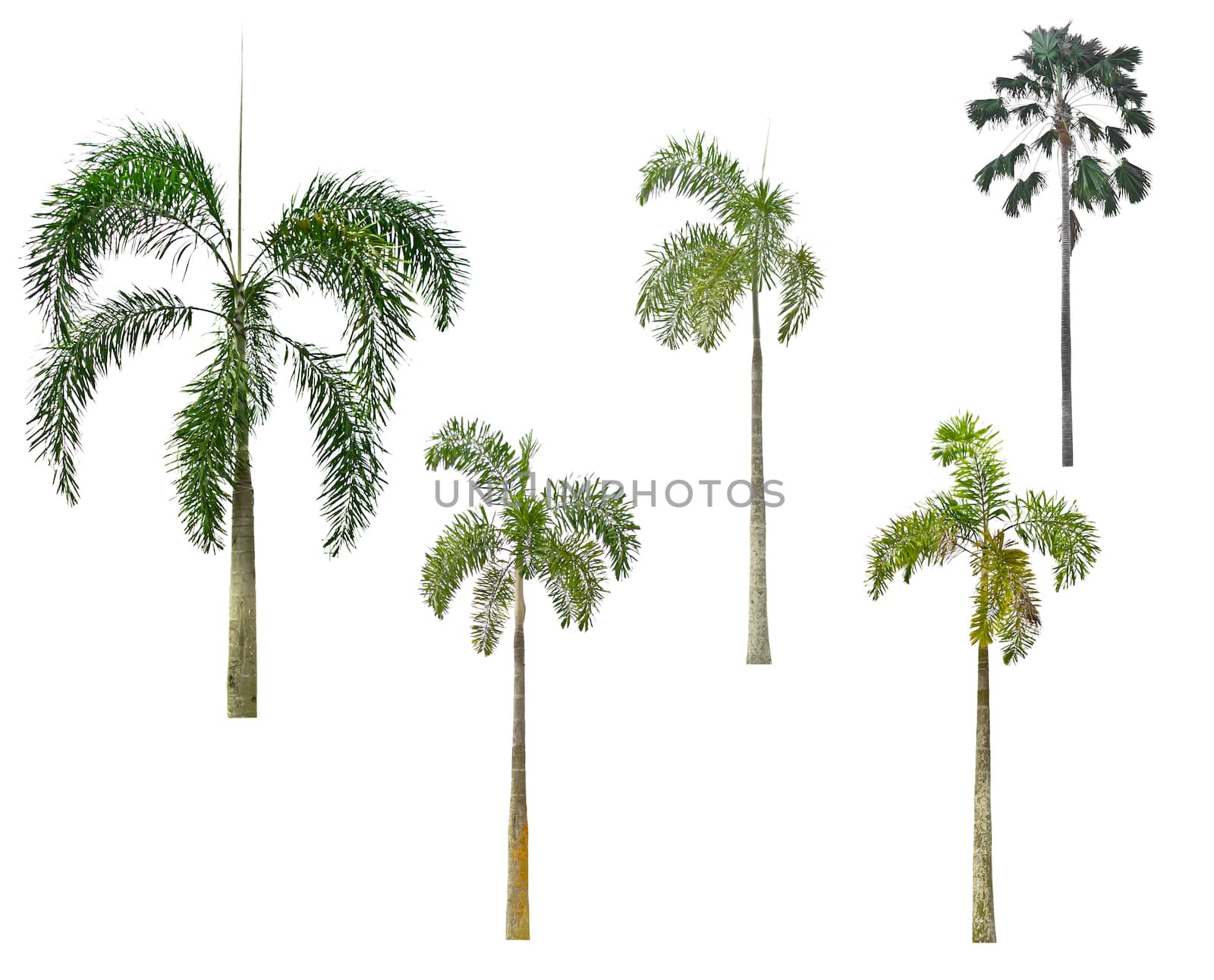 Palm tree on a white background by Thanamat