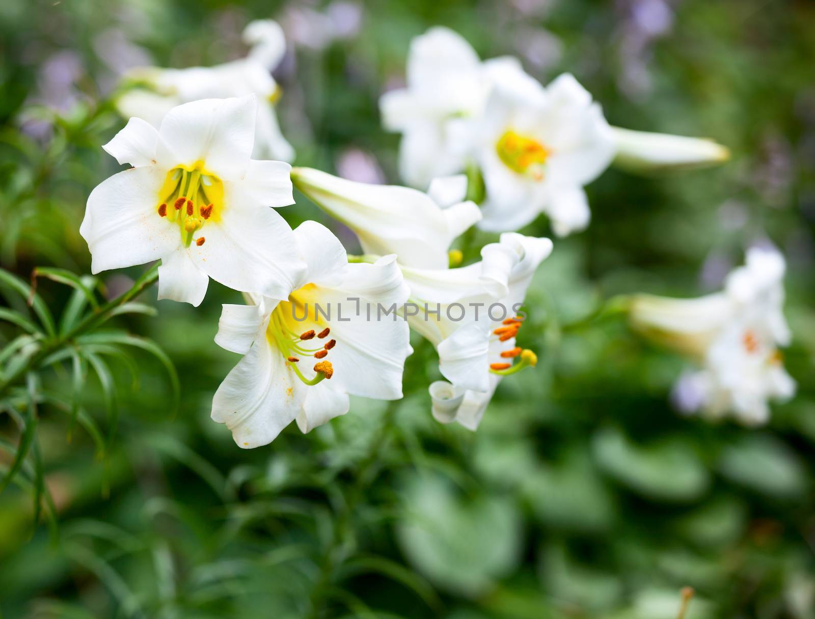 White Easter Lily flowers in a garden