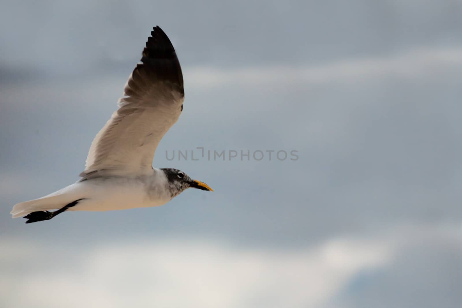 Seagull flyng