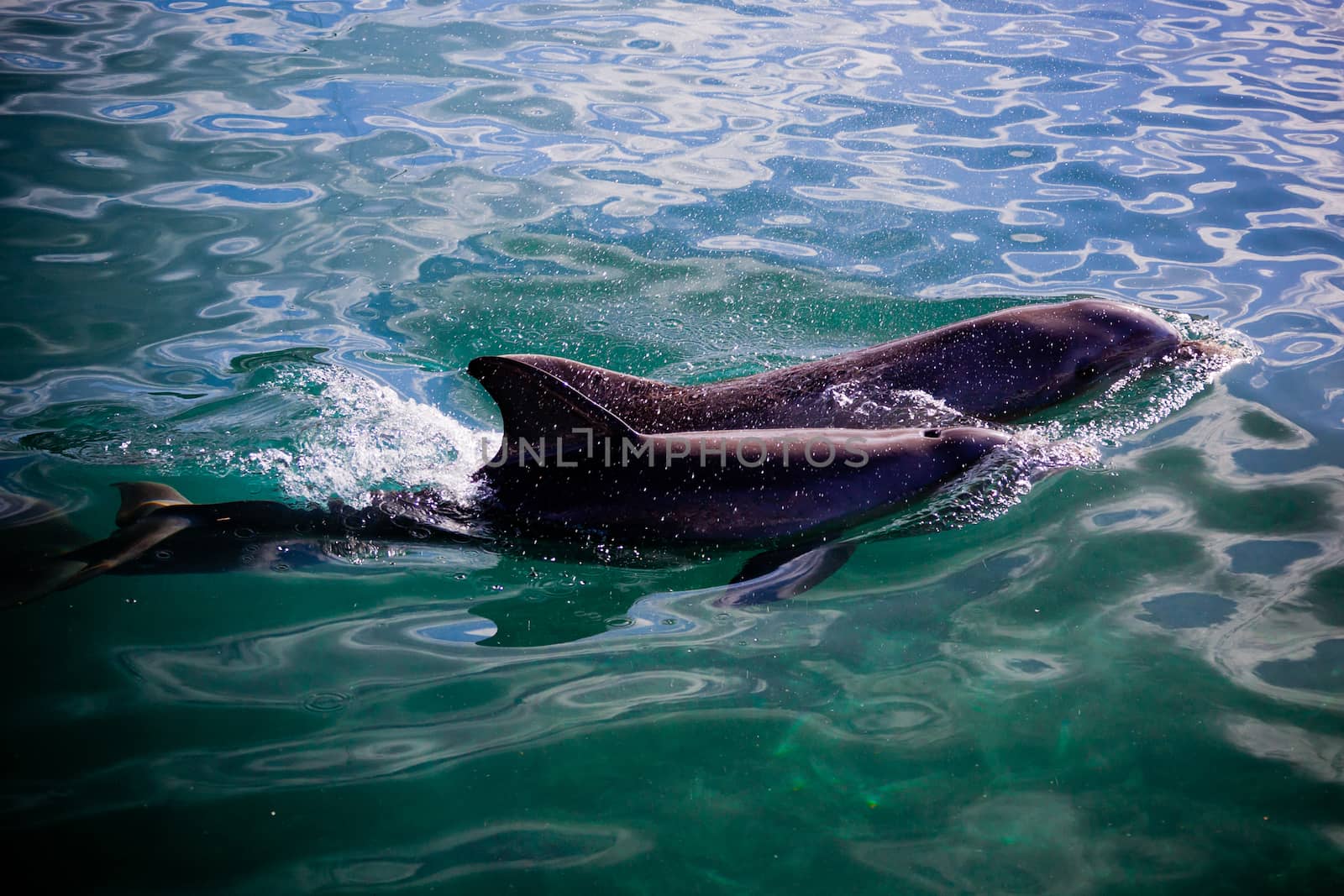 two playful dolphins swimming in the sea