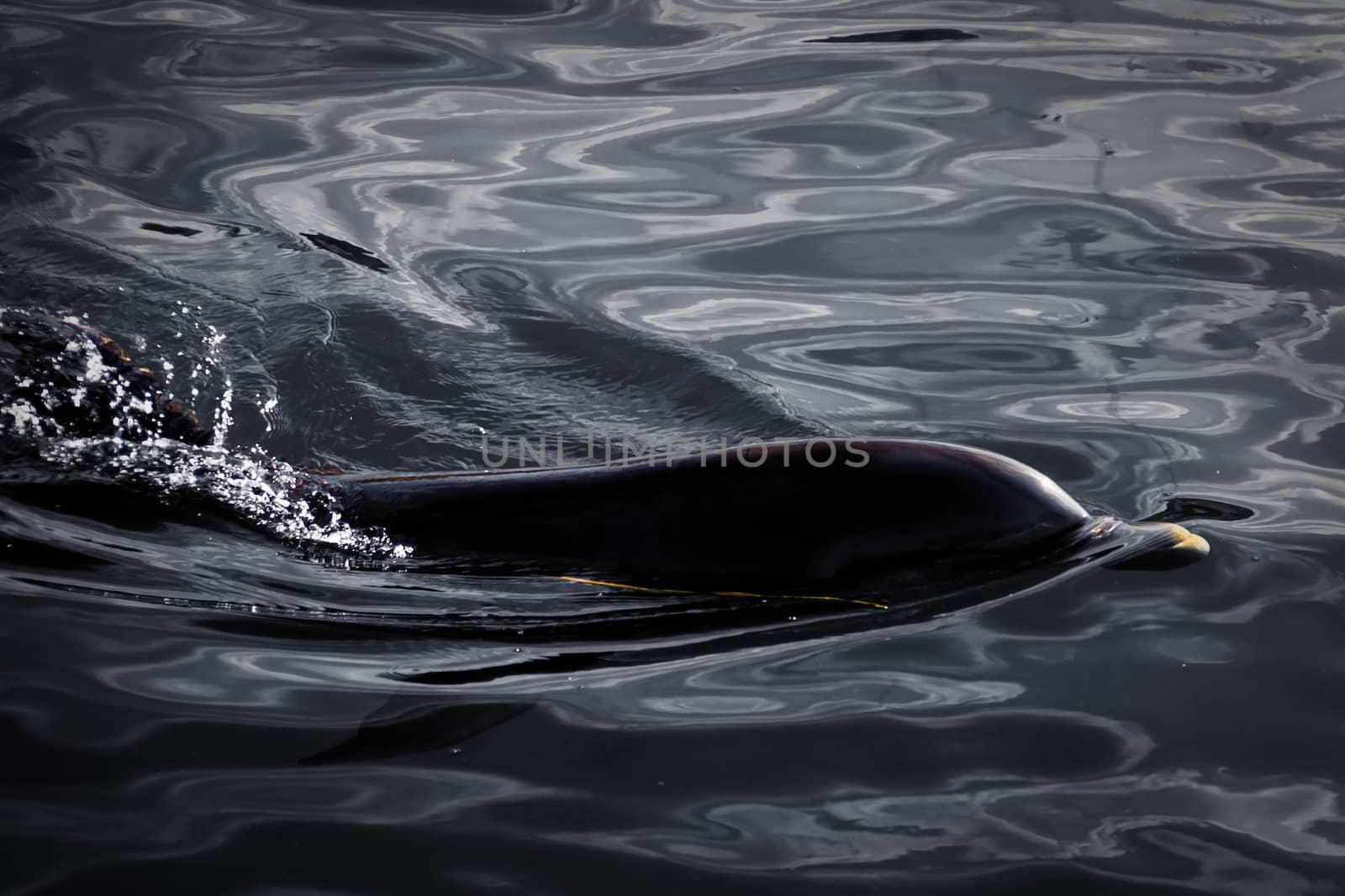A dolphin swimming in dark waters
