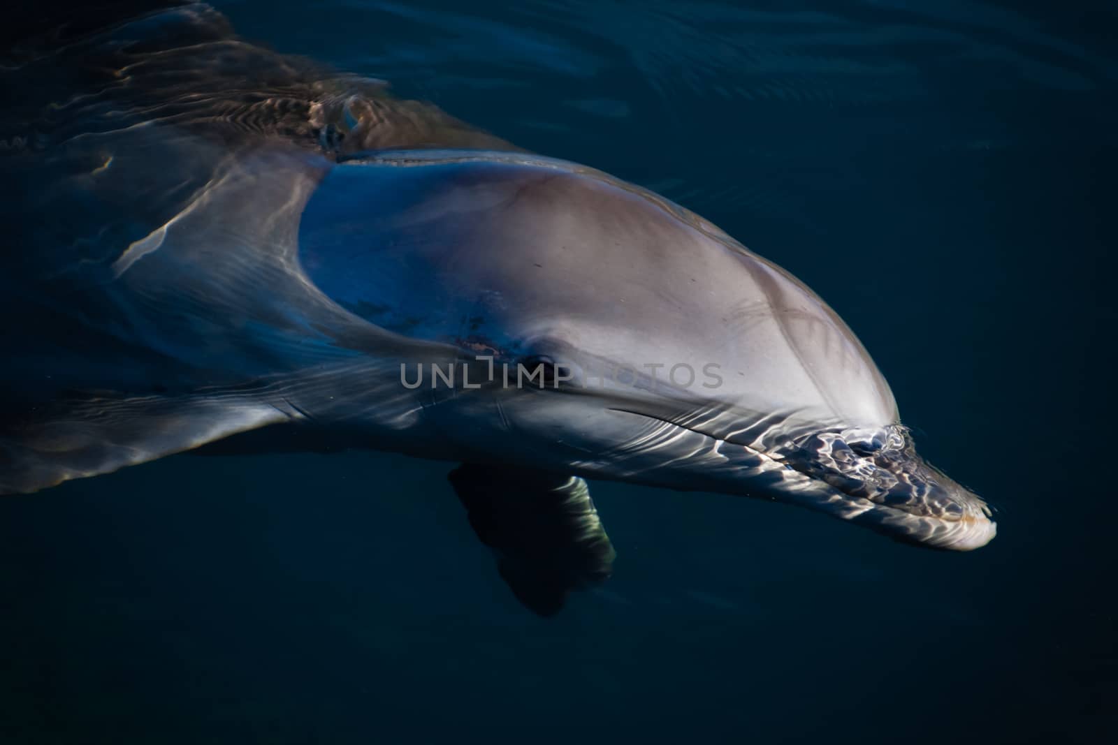 Deep blue Dolphin by dario_lo_presti