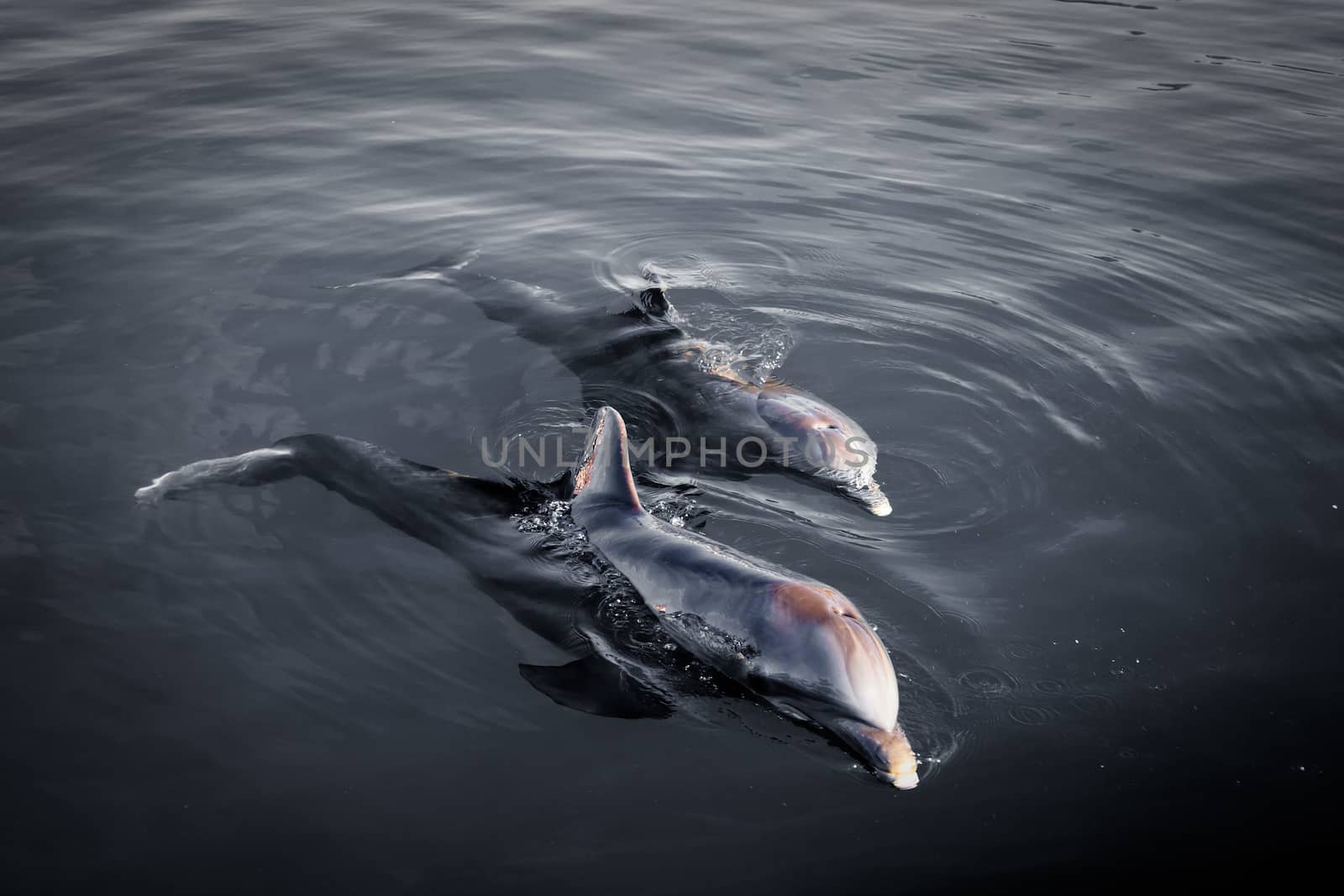 Two Dolphins at dawn by dario_lo_presti