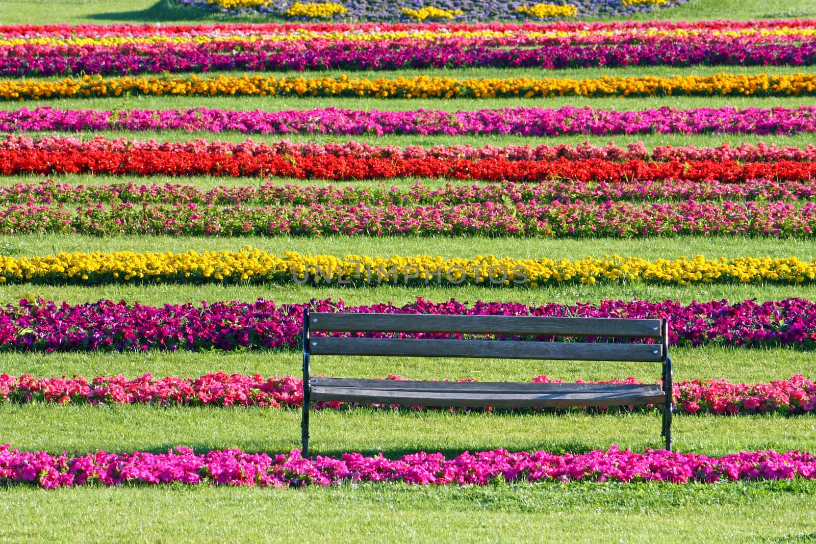 Empty  wooden bench in the park in front of the colorful flowers