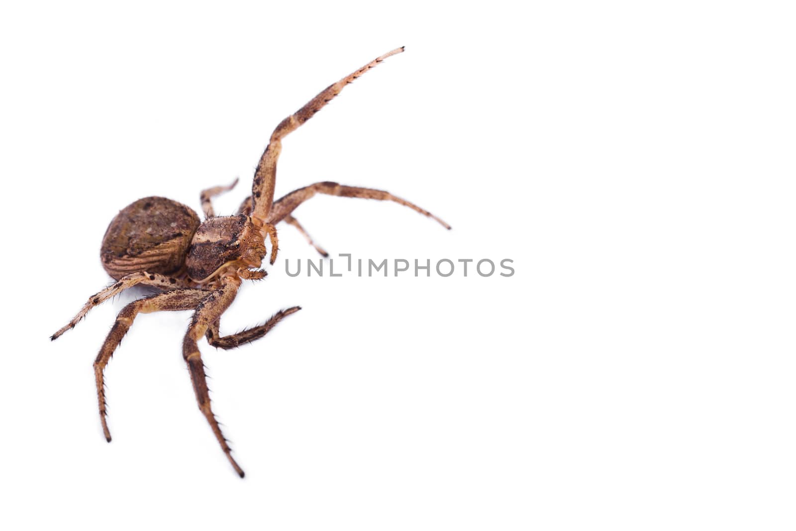 Macro of a Brown Spider isolated on a white background. Copyspace on right