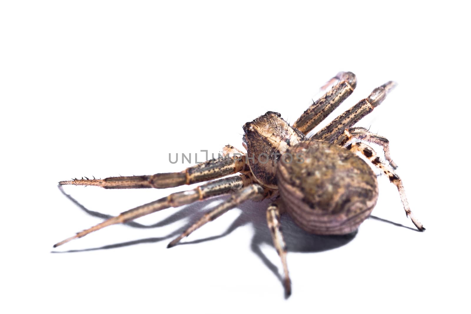 Brown Spider from back by dario_lo_presti