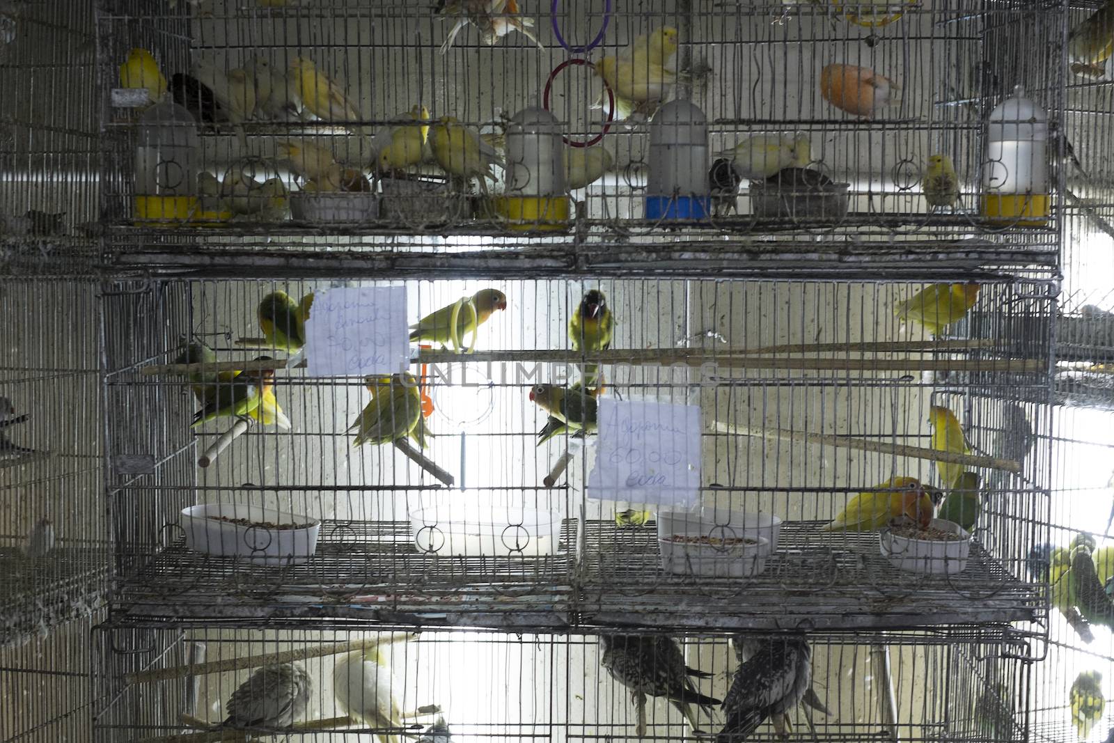 Parakeets in cages for sale in street market in Brazil. Animal rights are vastly disregarded in Brazil, and animals are kept in stressful conditions.